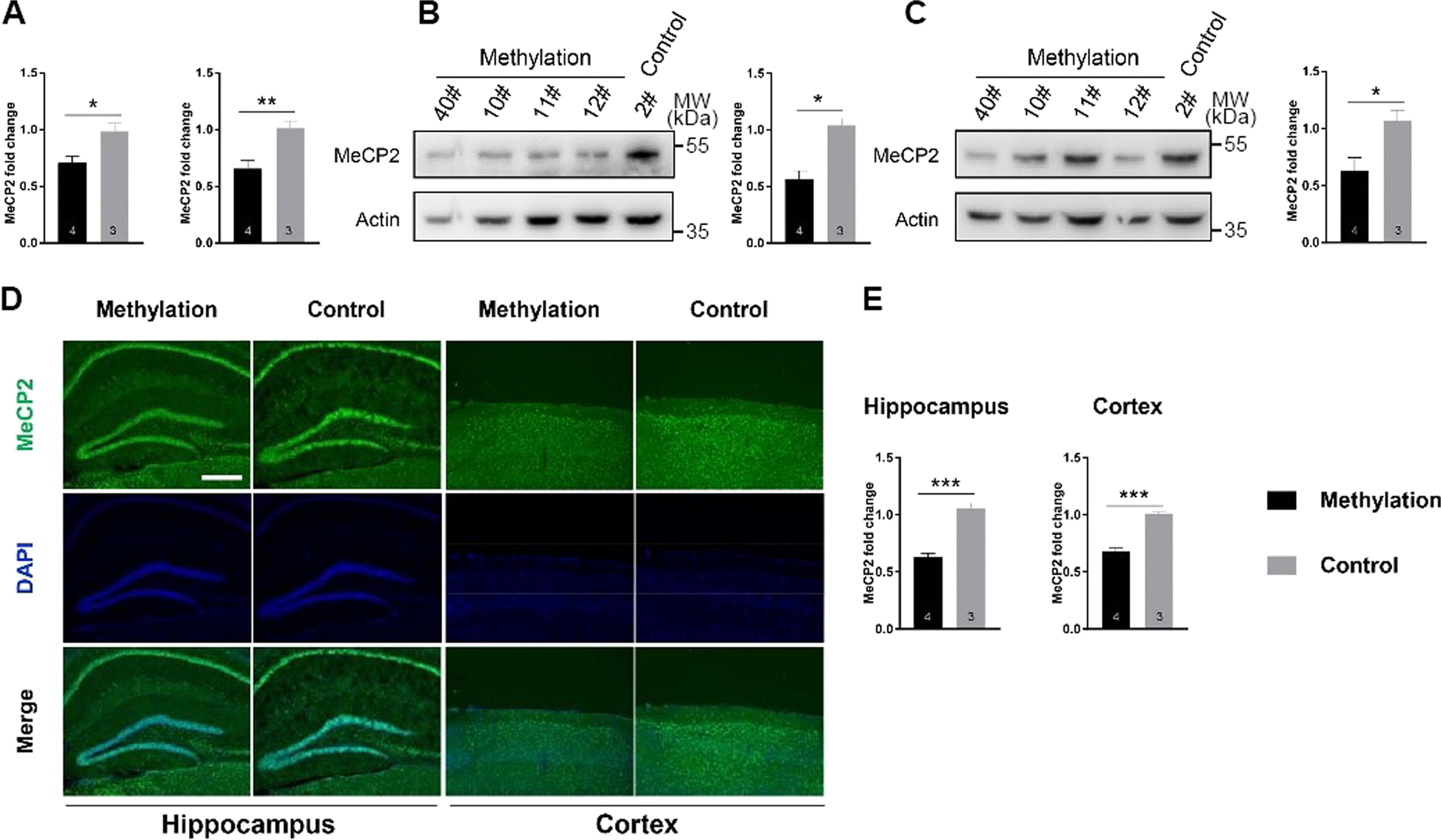 Fig. 3: Targeted DNA methylation of Mecp2 decreased the Mecp2 expression.
