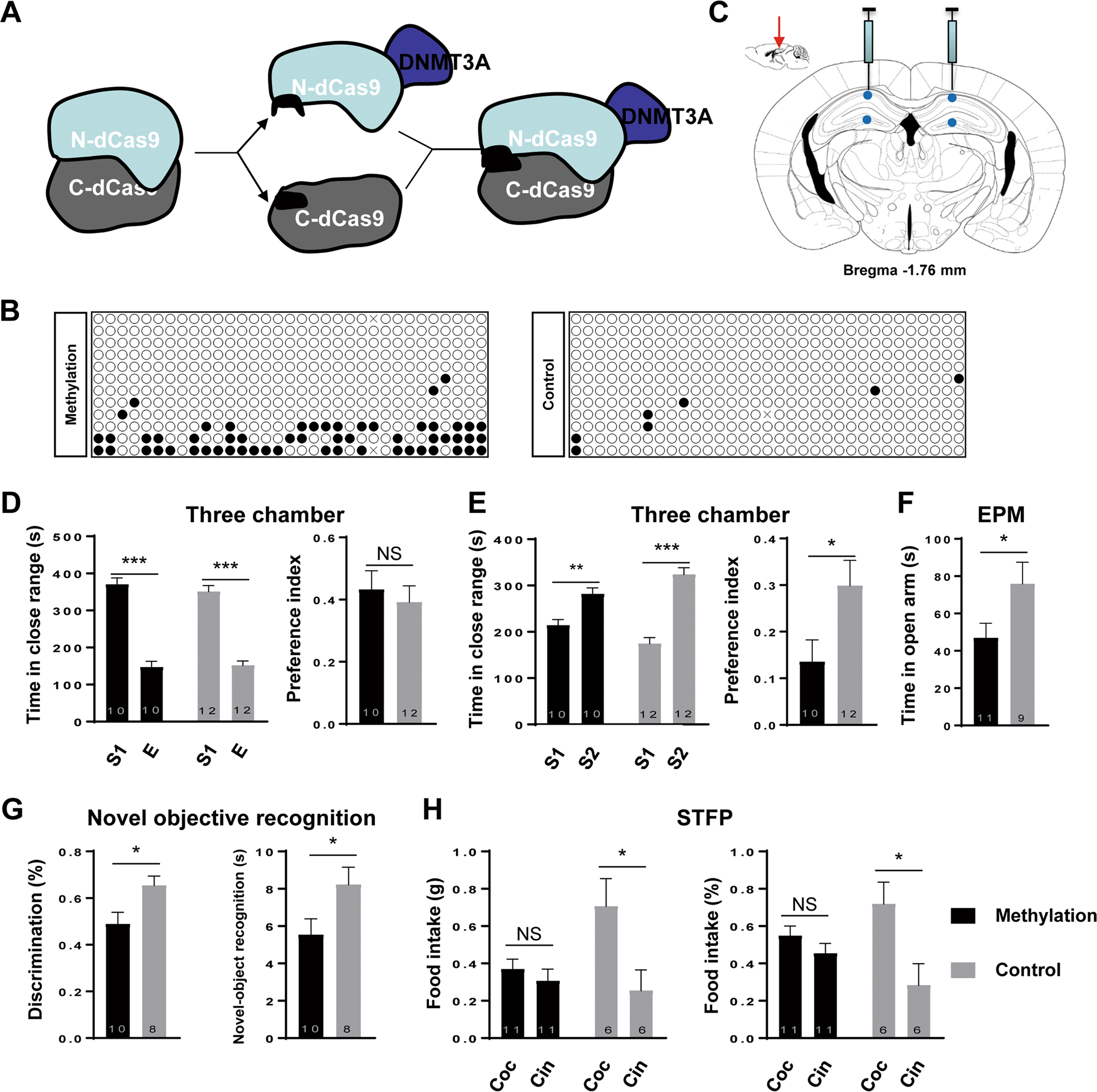Fig. 5: Targeted DNA methylation of Mecp2 in the hippocampus by microinjection of AAVs.