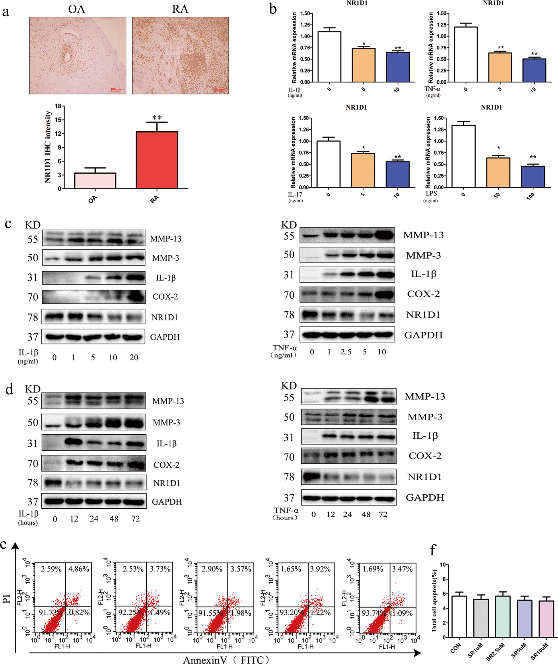 Fig. 1: Expression of NR1D1 in synovial tissue and FLSs of patients with RA.