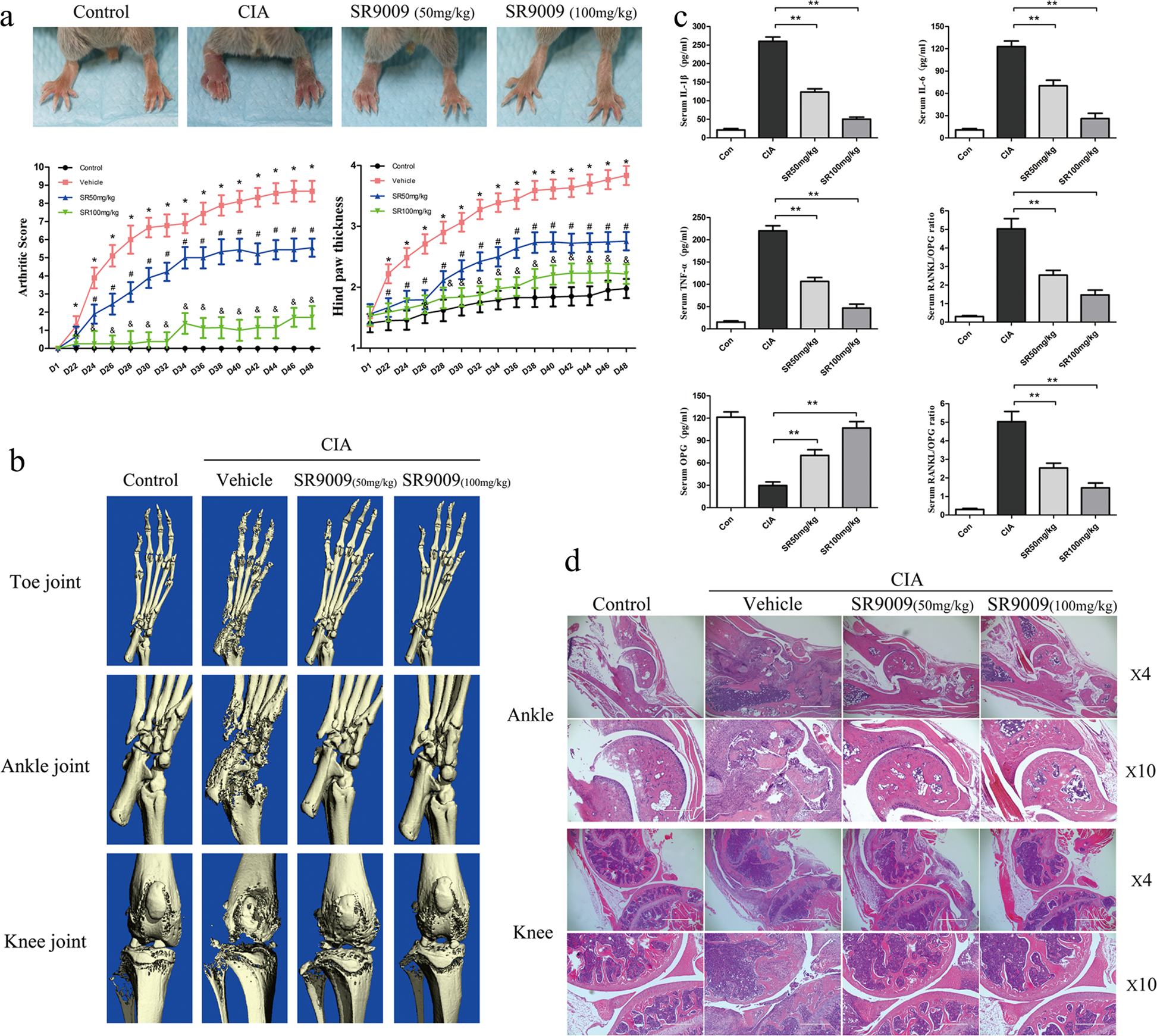 Fig. 7: SR9009 alleviates disease severity and local bone resorption in CIA mice.