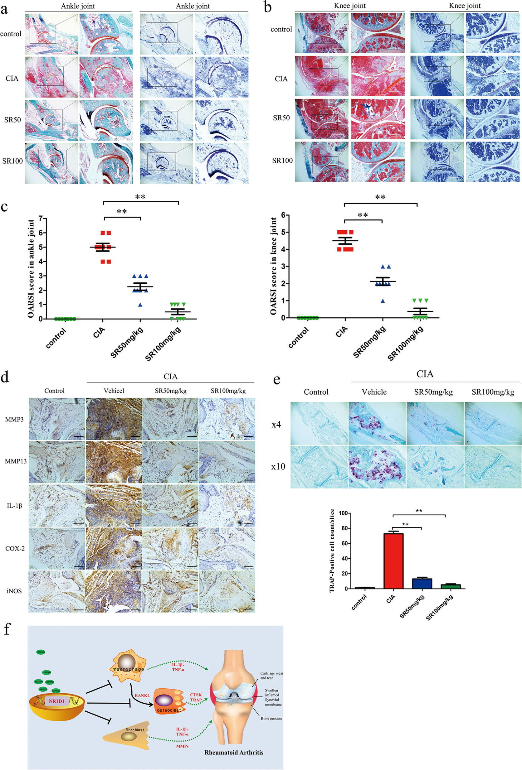 Fig. 8: NR1D1 activation alleviates cartilage destruction by inhibiting expression of MMPs and proinflammatory cytokines in vivo.