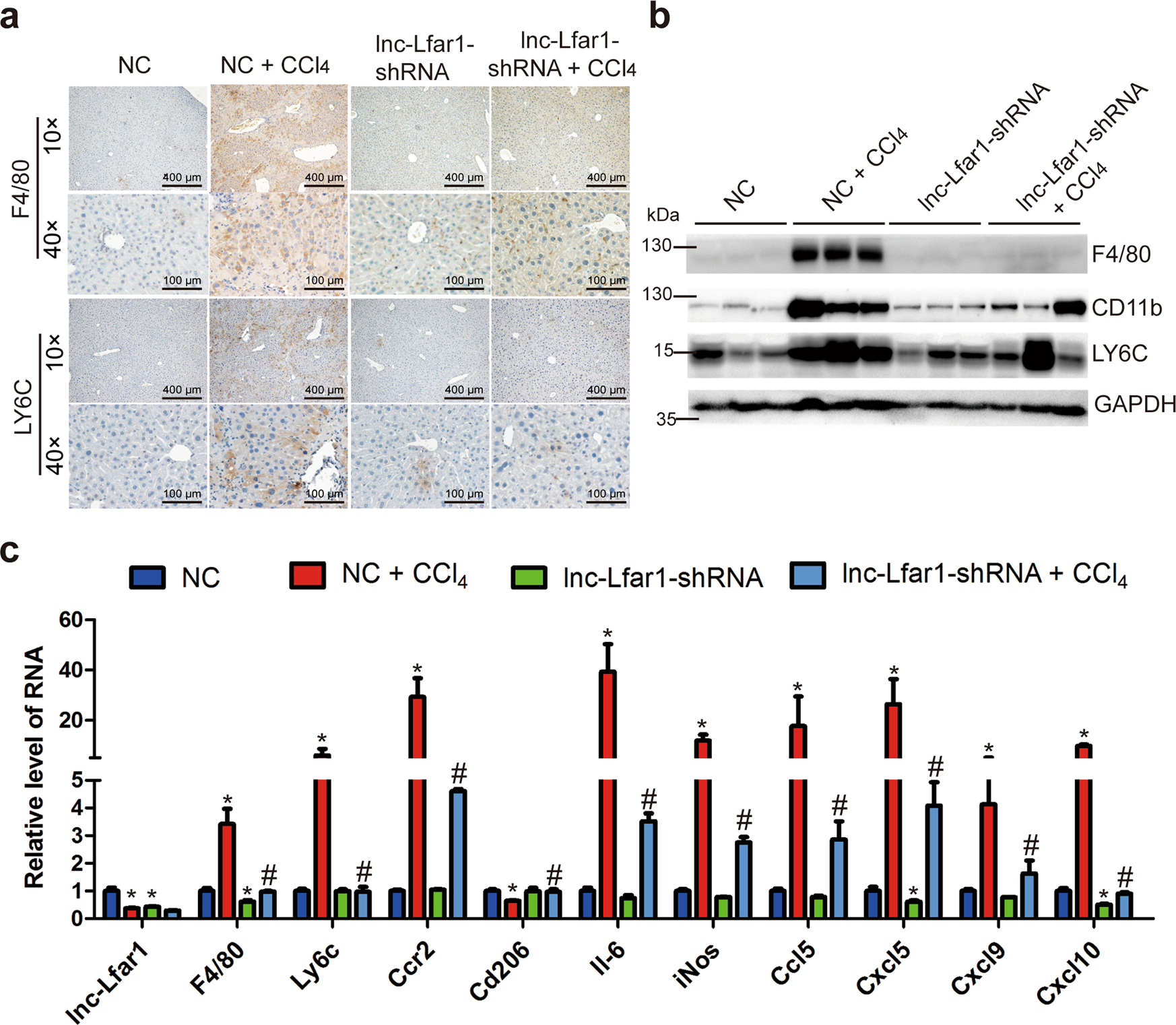 Fig. 2: Silencing lnc-Lfar1 alleviates CCl4-induced proinflammatory activation of macrophages.