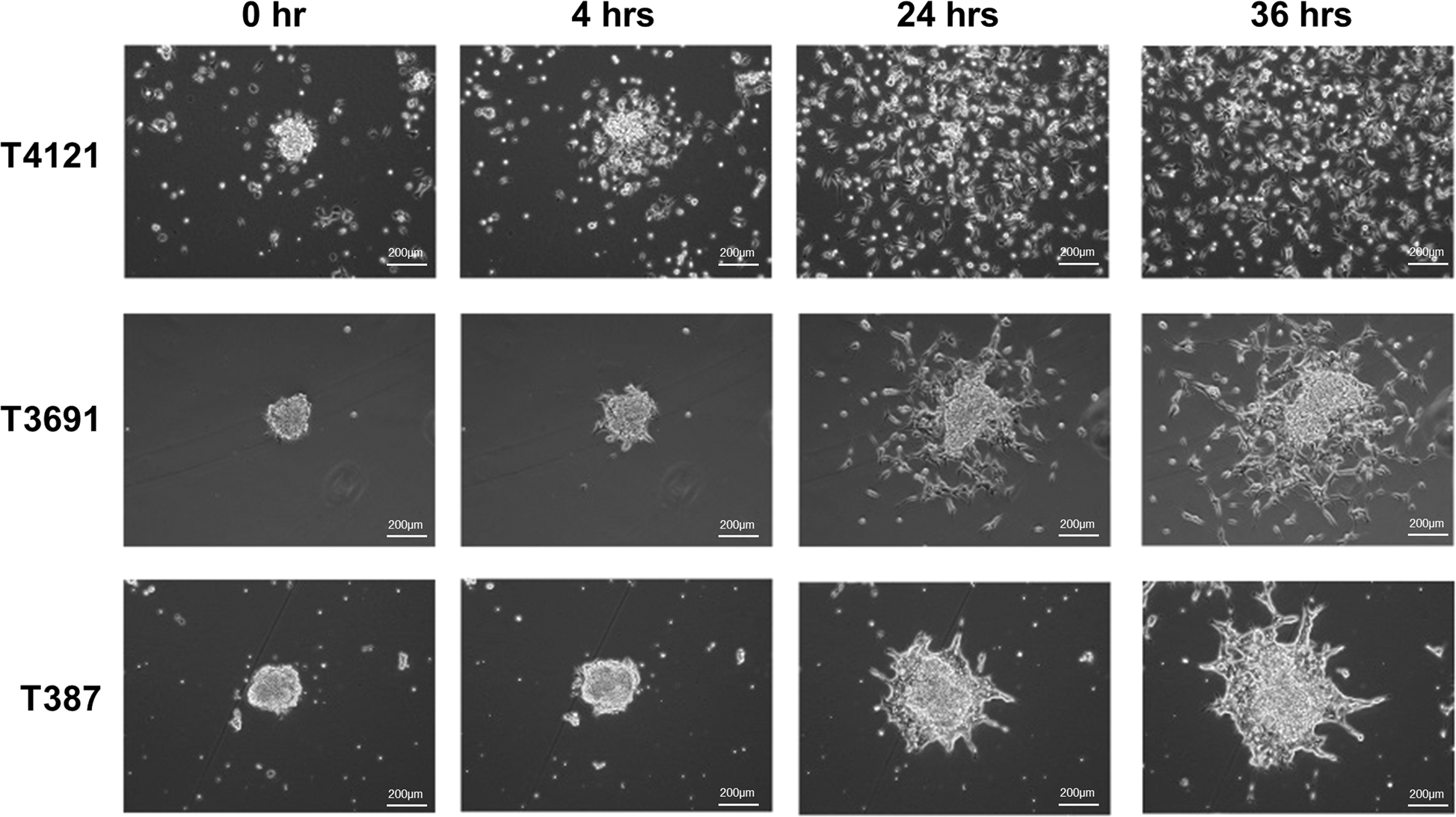 Fig. 2: Modes of migration utilized by GBM cancer stem cells.