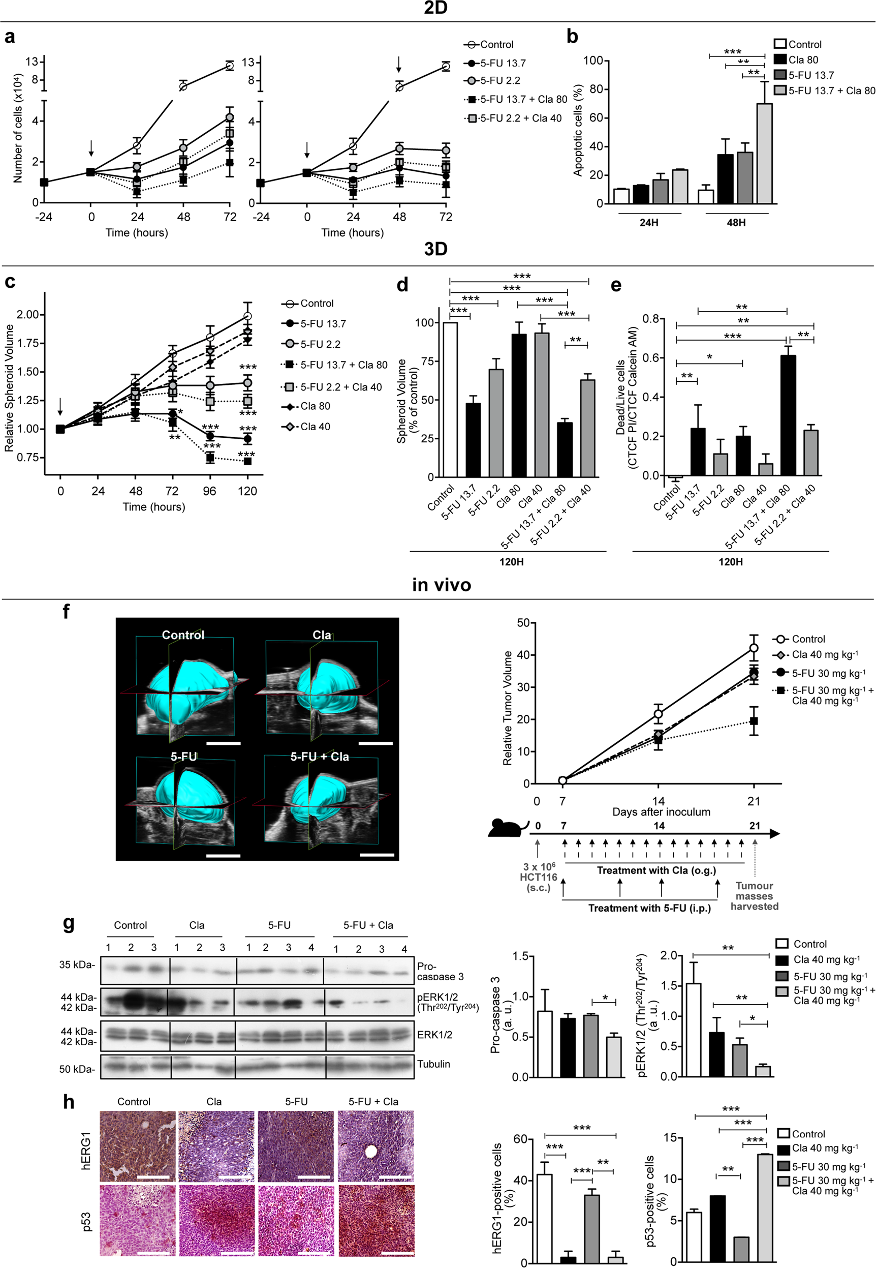 Fig. 7: Clarithromycin potentiates the cytotoxic effect of 5-Fluorouracil (5-FU) in 2D, 3D cell cultures, and in vivo CRC models.
