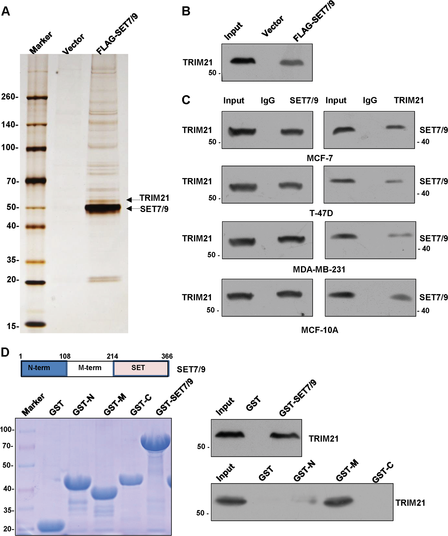 Fig. 5: TRIM21 is physically associated with SET7/9.