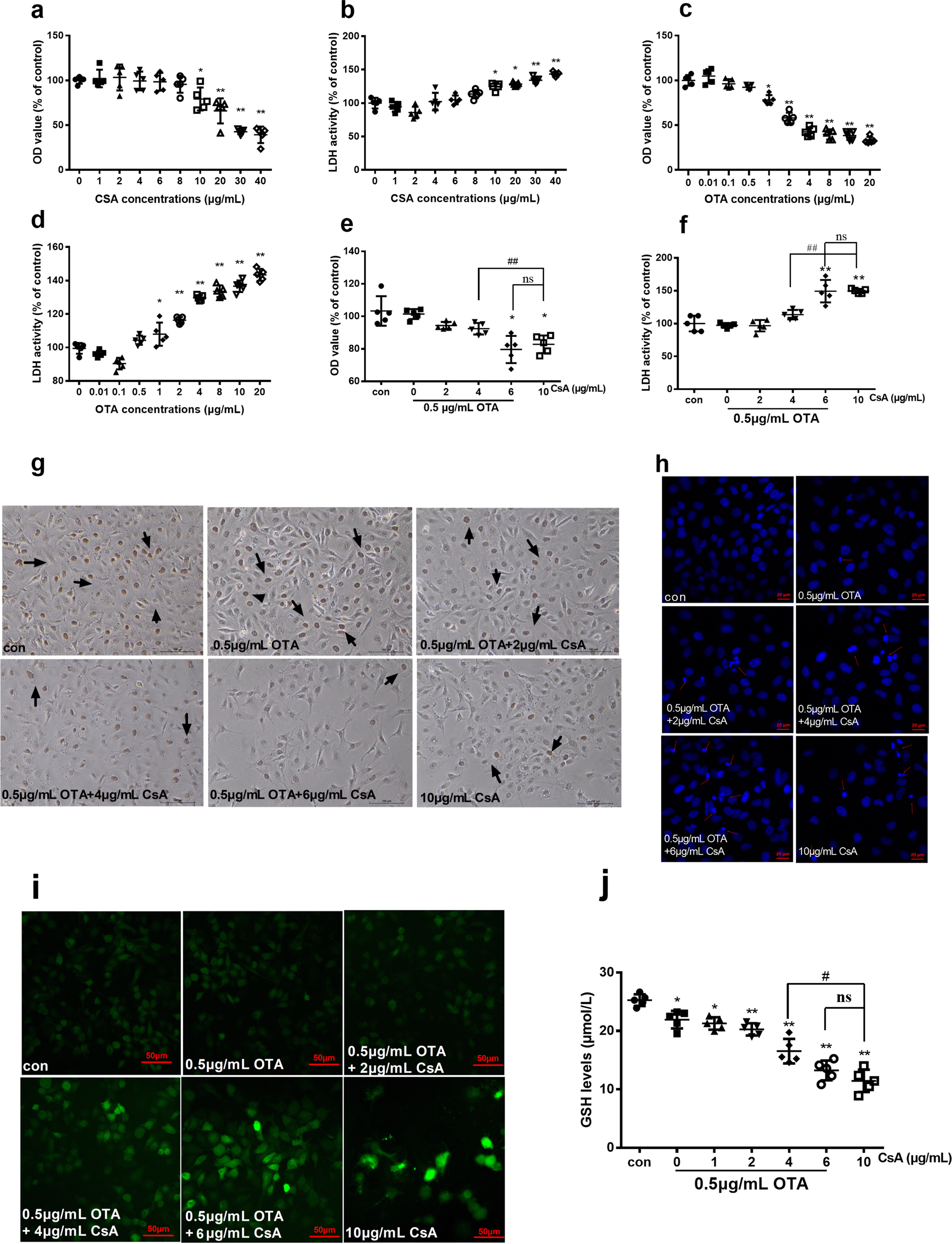 Fig. 3: Nontoxic OTA decreased the concentration of CsA to induce cytotoxicity and oxidative stress in HK-2 cells.