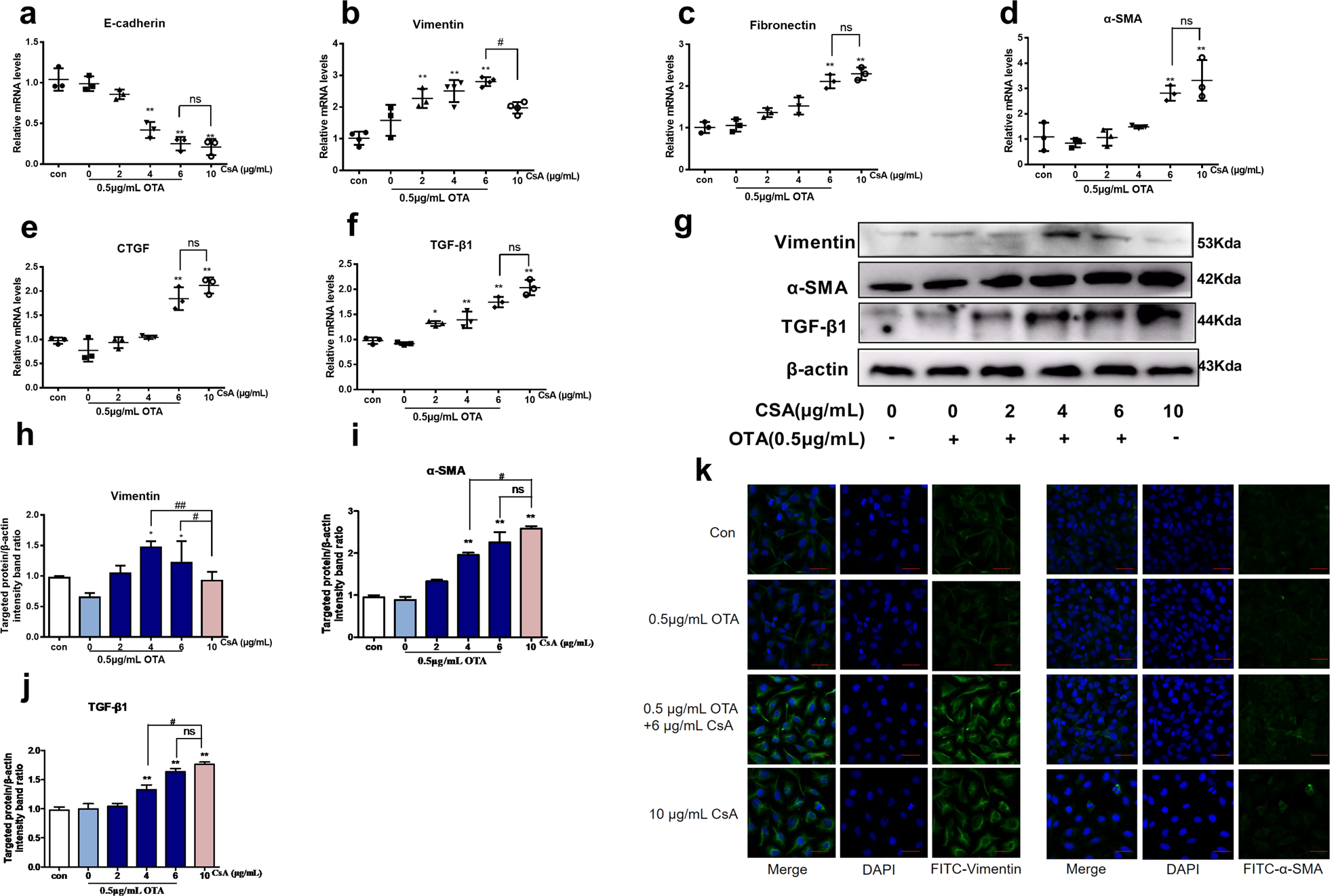 Fig. 4: Nontoxic OTA decreased the concentration of CsA to induce nephrotoxicity in HK-2 cells.