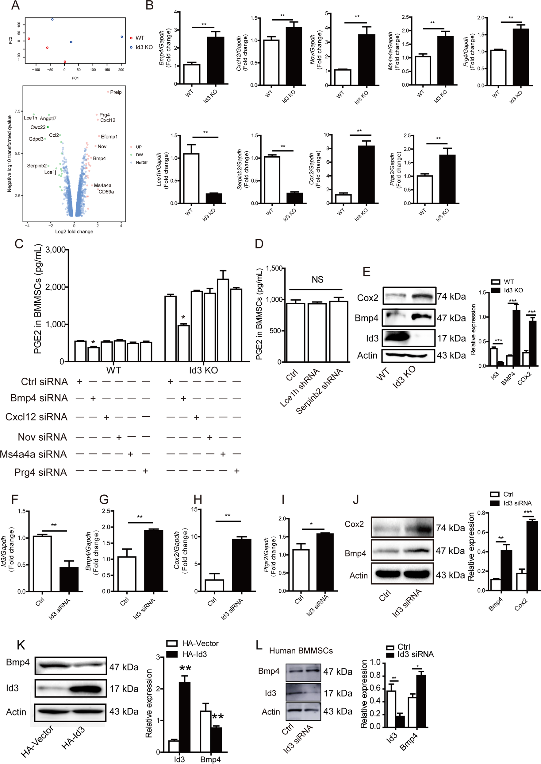 Fig. 2: Deletion of Id3 increases prostaglandin E2 (PGE2) secretion in BMMSCs through BMP4.