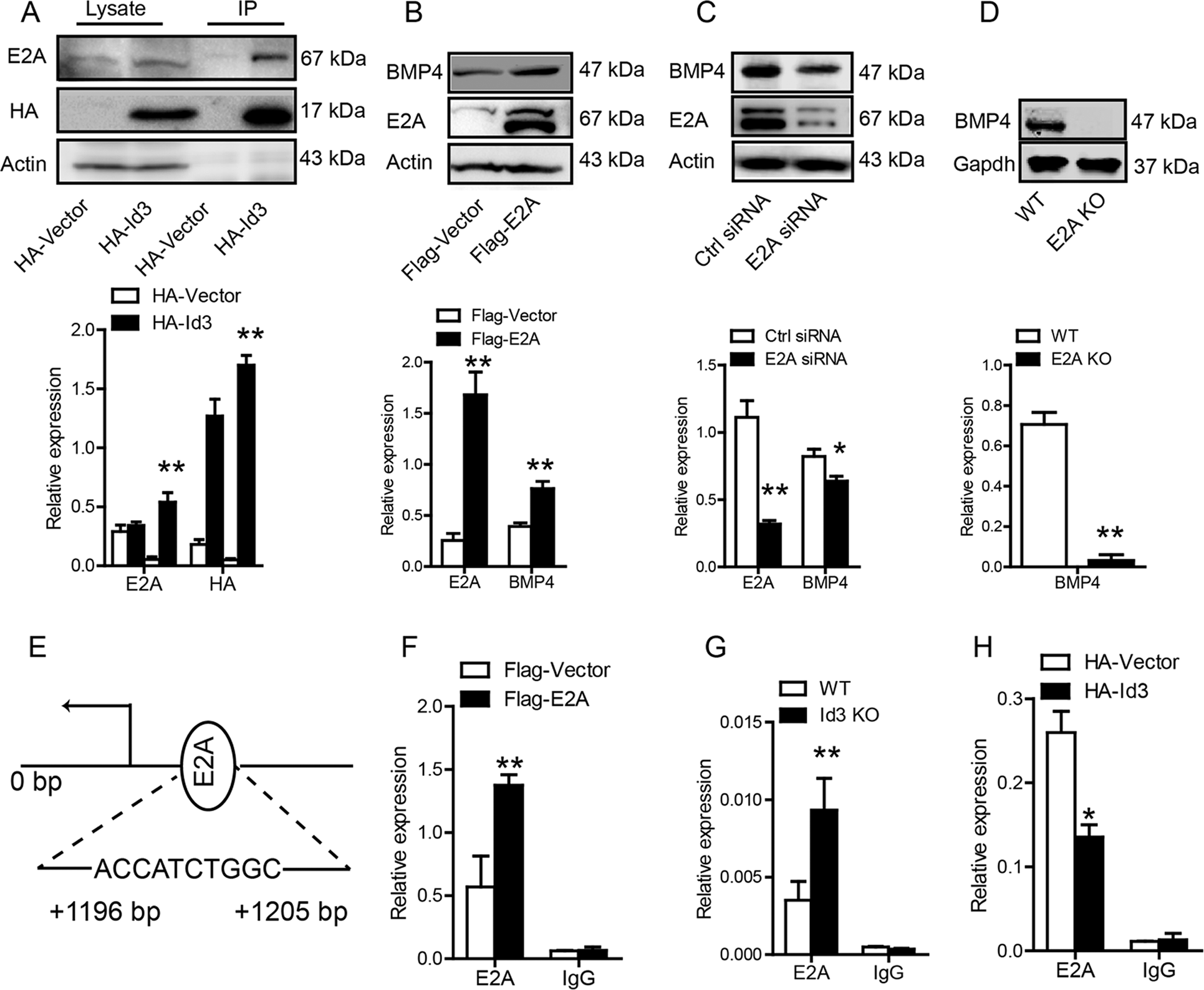 Fig. 3: ID3 regulates BMP4 by preventing E2A binding to Bmp4 promoter.
