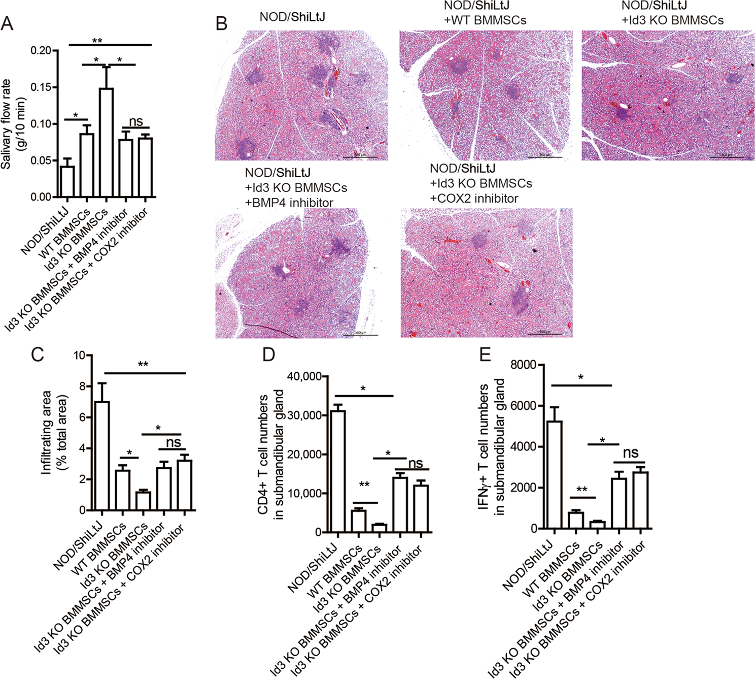 Fig. 5: Id3−/− BMMSCs suppress SS more efficiently than WT BMMSCs.