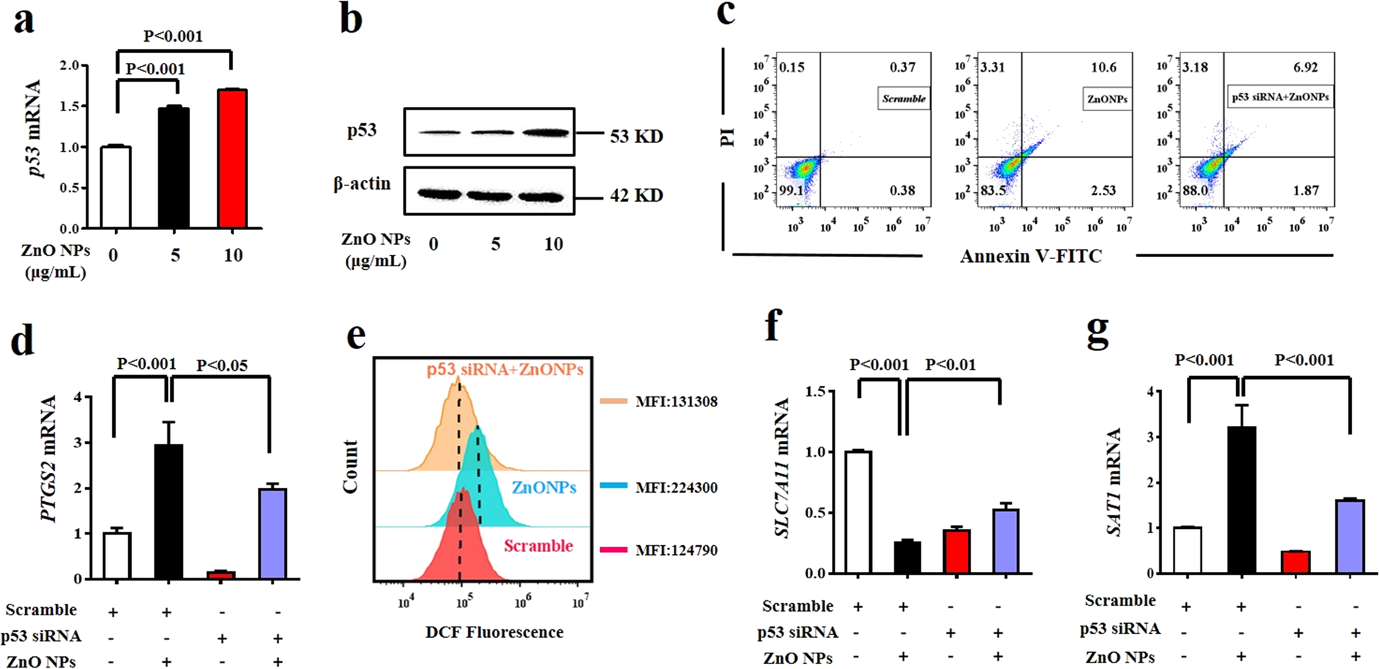 Fig. 4: P53 functions as a pivotal master gene in ZnO NPs-induced ferroptosis.