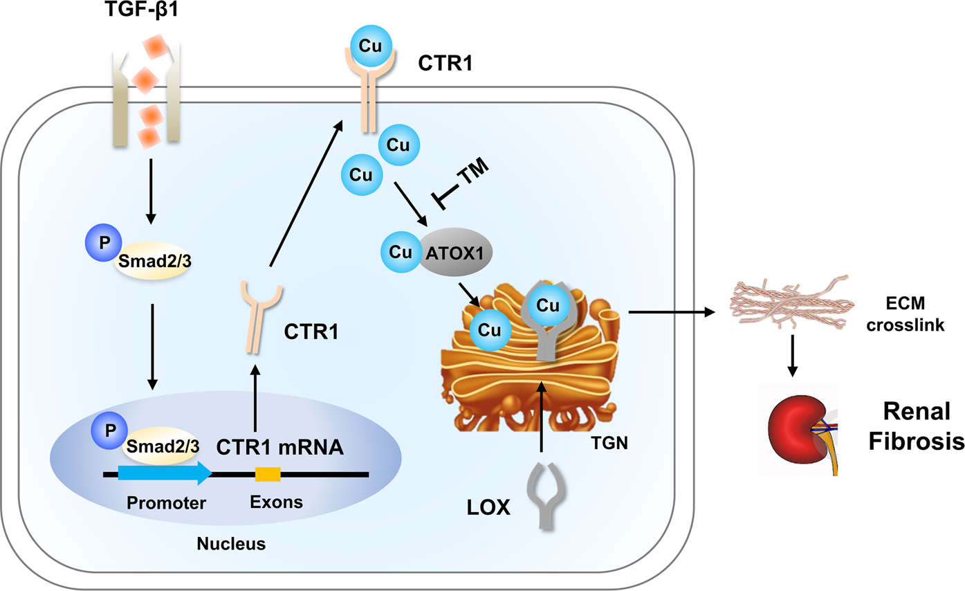 Fig. 7: Schematic representation of the novel CTR1-Cu-LOX axis mechanism underlying renal fibrosis.
