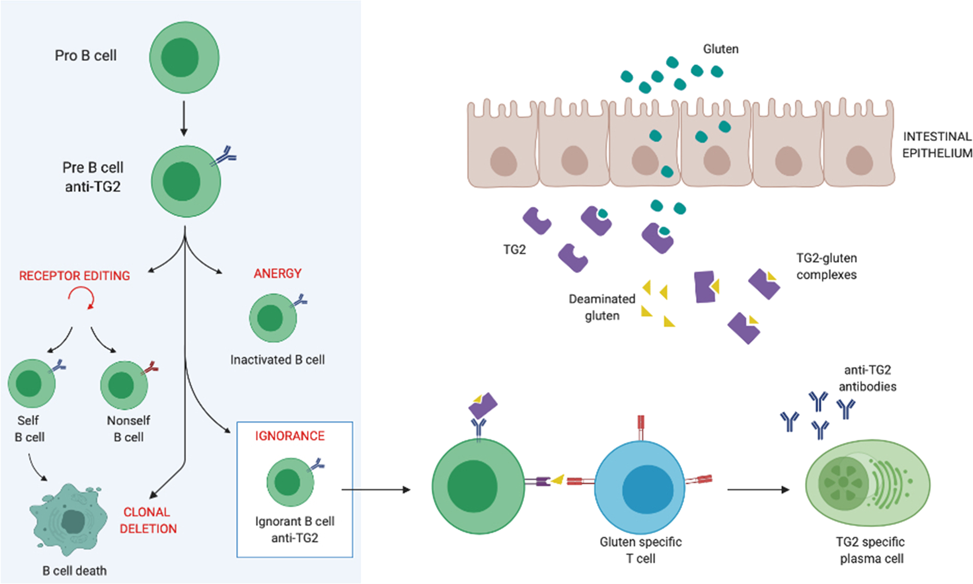 Celiac disease TG2 autoantibodies development: it takes two to tango