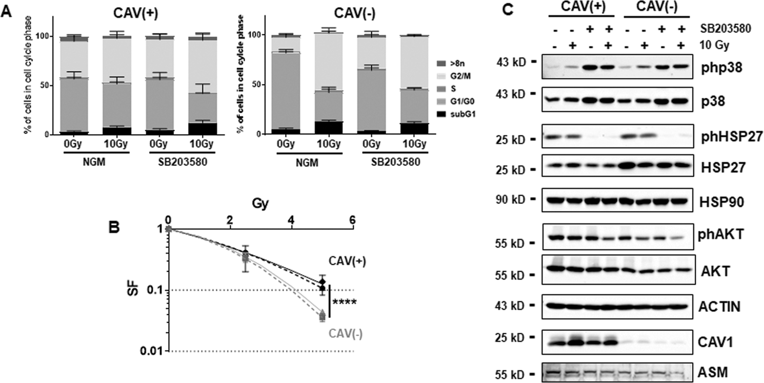 Fig. 1: Apoptosis-prone CAV1-deficient EC expresses higher levels of HSP27 while the survival protein AKT/PKB is downregulated.