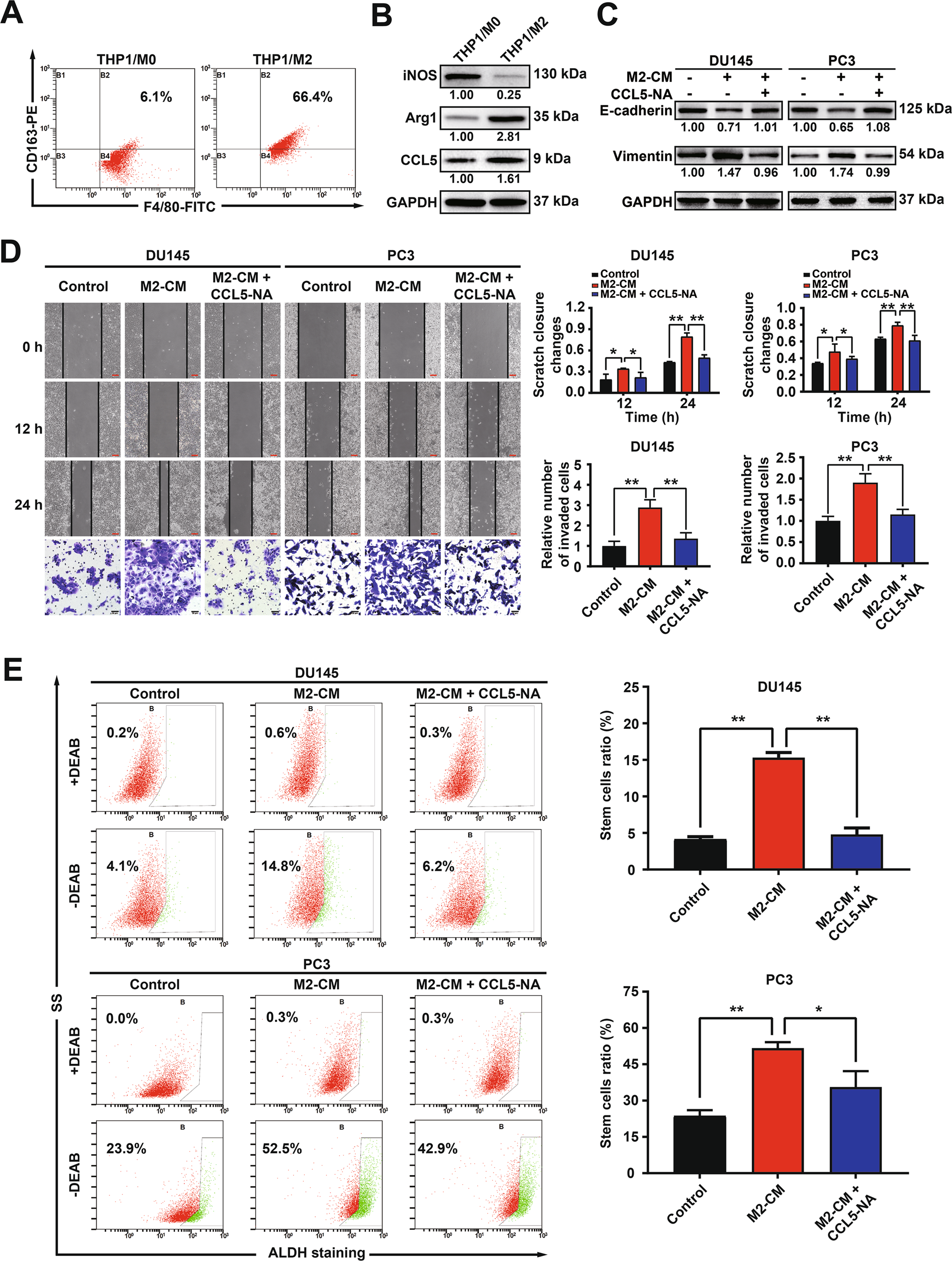 Fig. 3: TAM-secreted CCL5 promoted the invasion of prostate cancer cells and the self-renewal of PCSCs.