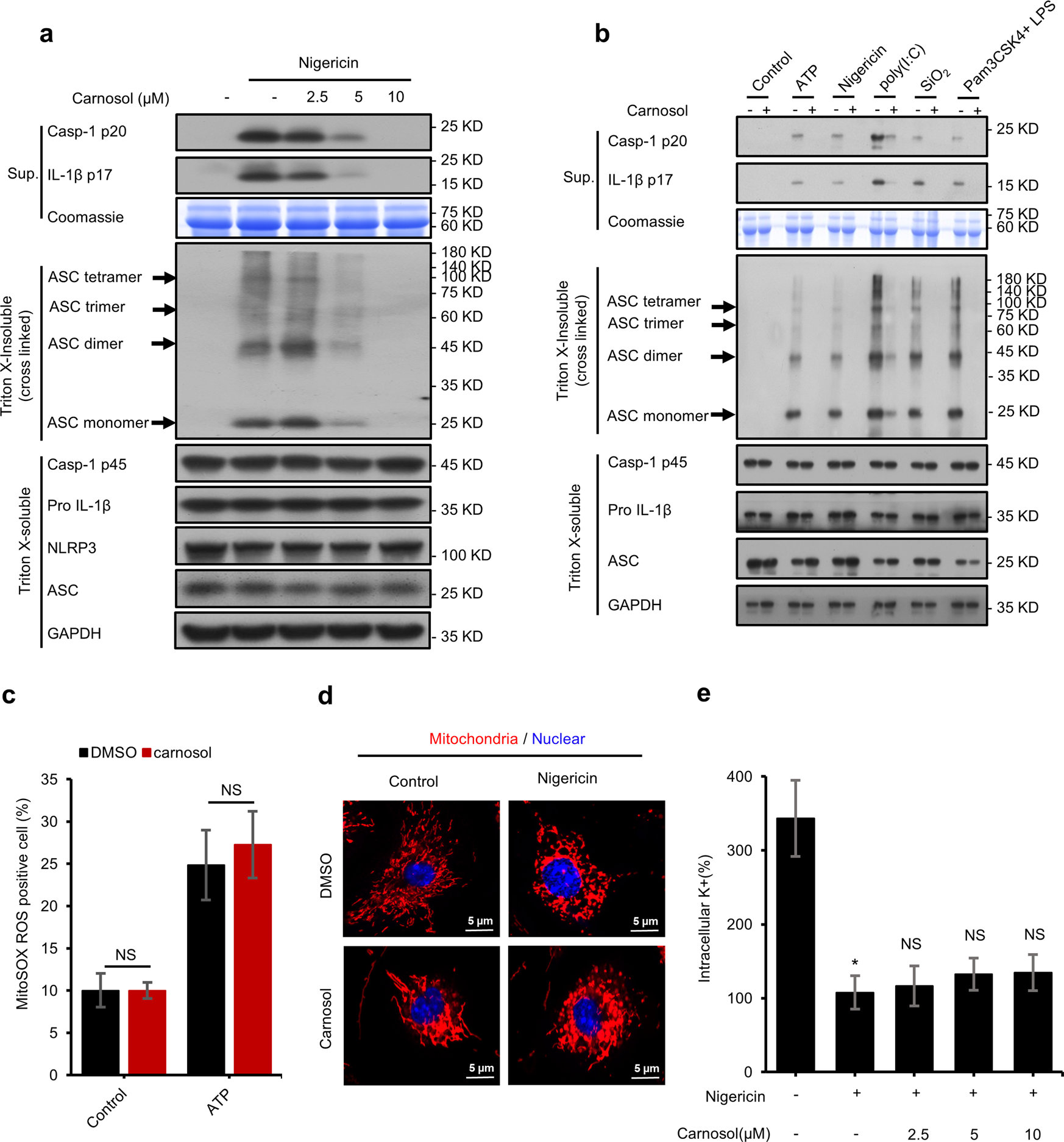 Fig. 3: Carnosol inhibits the assembly of inflammasome complexes but has no effect on mitochondrial damage.