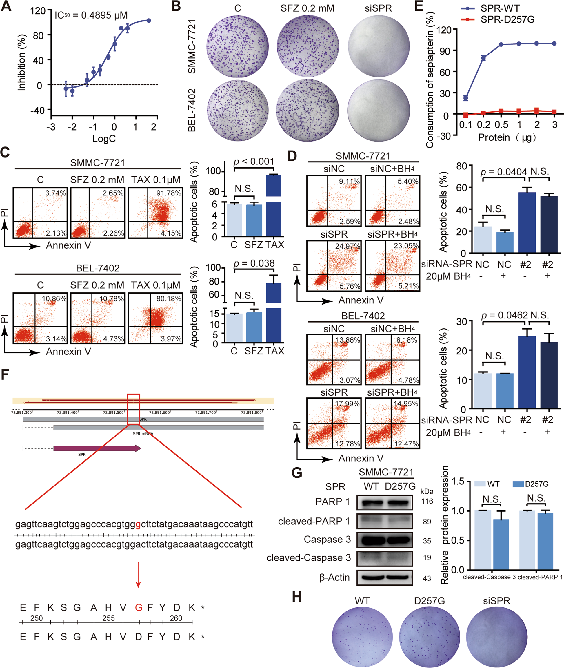 Fig. 3: SPR promotes HCC progression independent of its enzymatic activity.