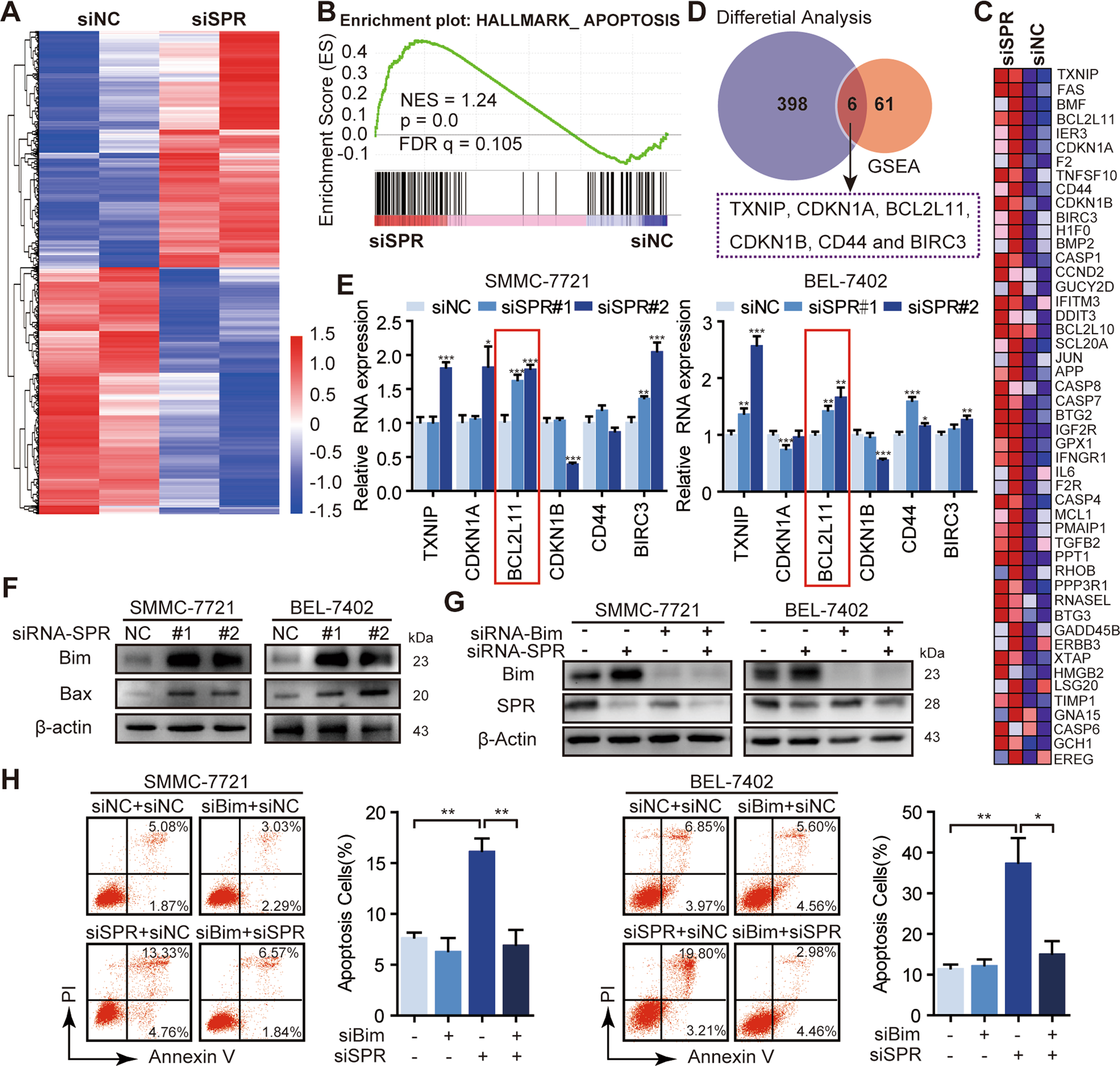 Fig. 4: Bim was negatively regulated by SPR.