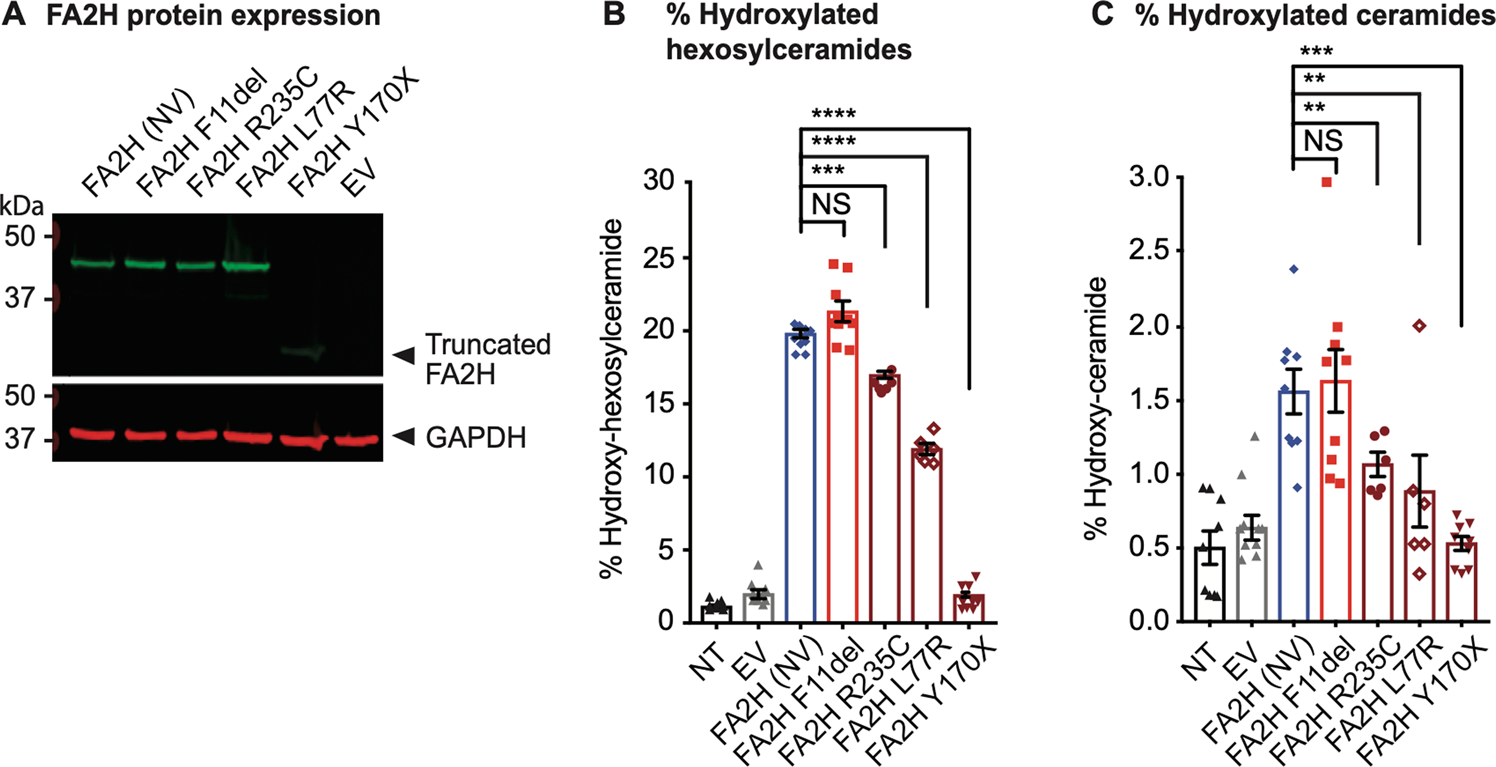 Fig. 3: FA2H variant expression and effect on ceramide species hydroxylation.