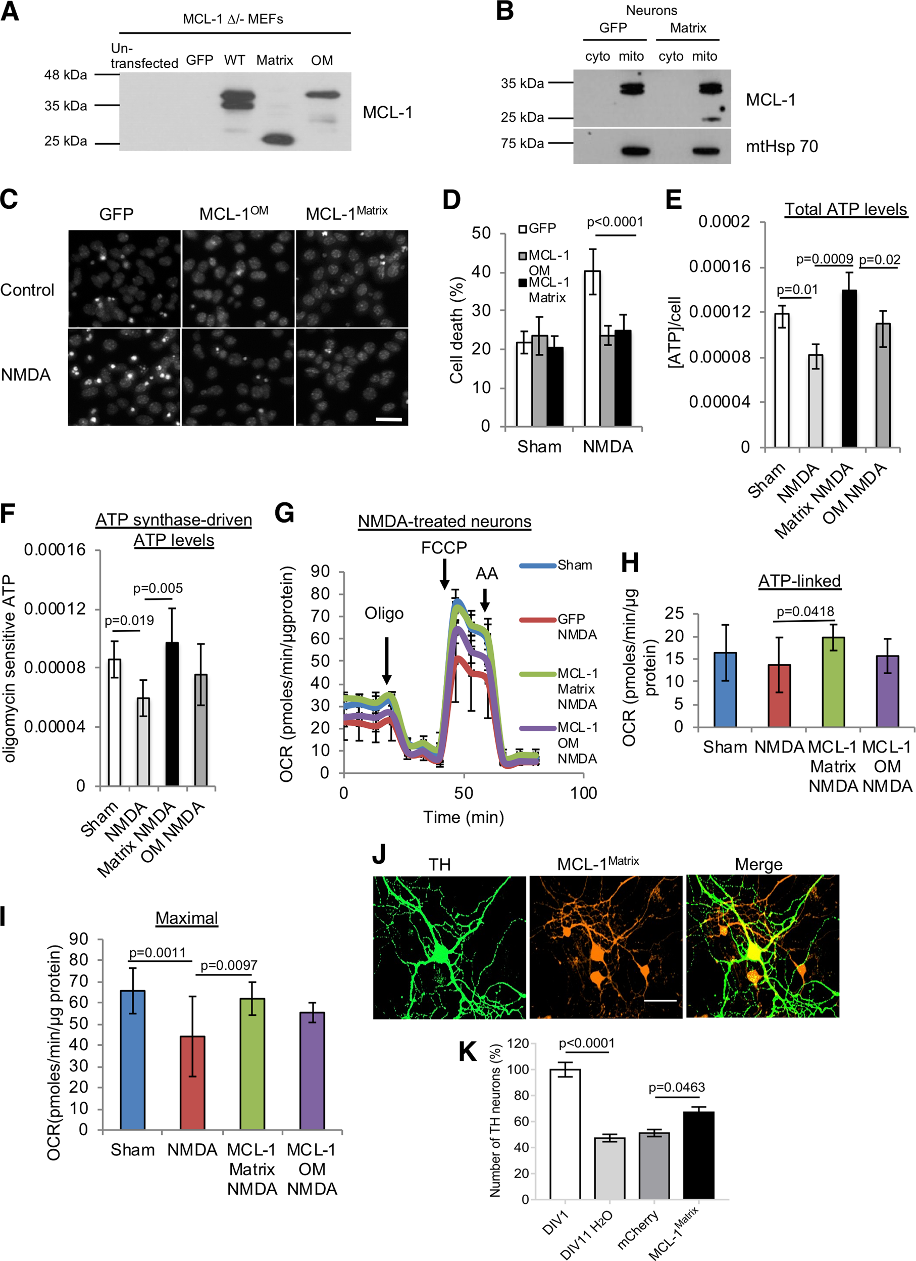 MCL-1Matrix maintains neuronal survival by enhancing mitochondrial  integrity and bioenergetic capacity under stress conditions | Cell Death &  Disease
