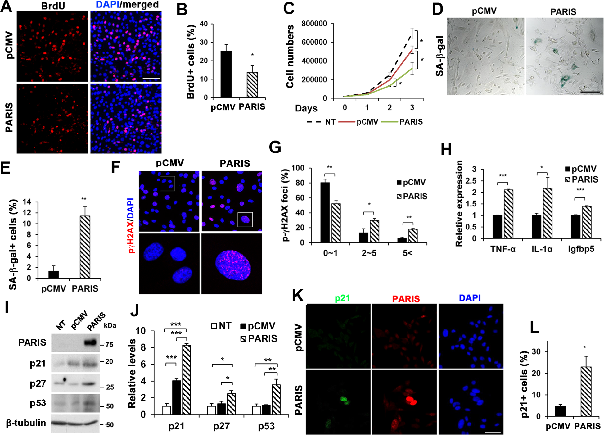 Fig. 2: PARIS reduced myoblast proliferation while elicited cellular senescence.