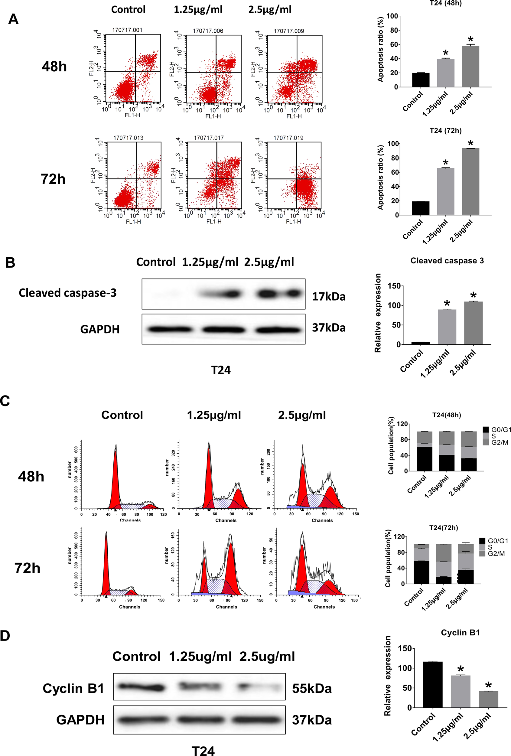 Fig. 2: Treatment with CONPs induced apoptosis and cell cycle arrest in bladder cancer cells.