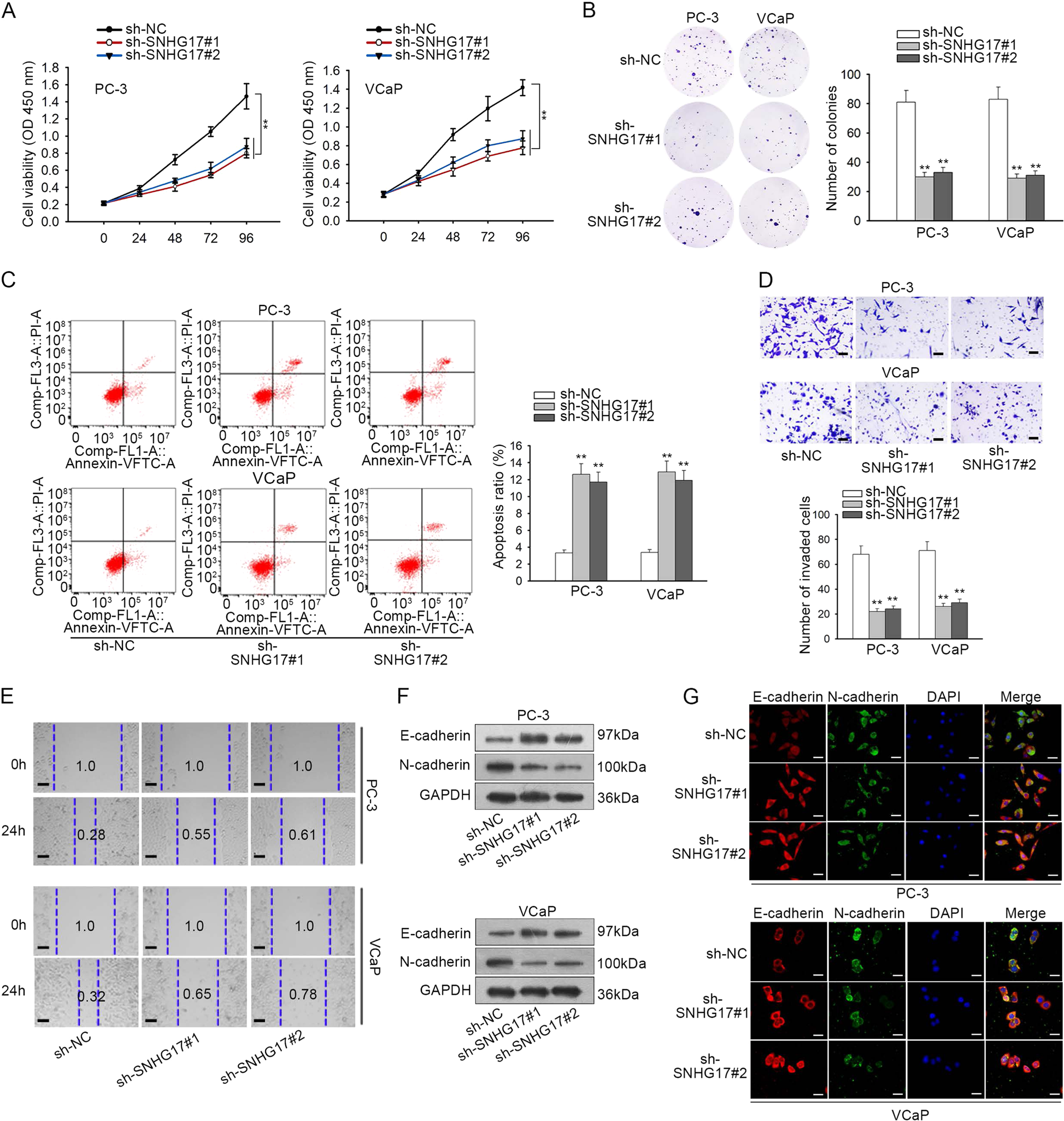 Fig. 2: Knockdown of SNHG17 abrogated proliferation, improved apoptosis, hindered invasion and EMT in PC cells.