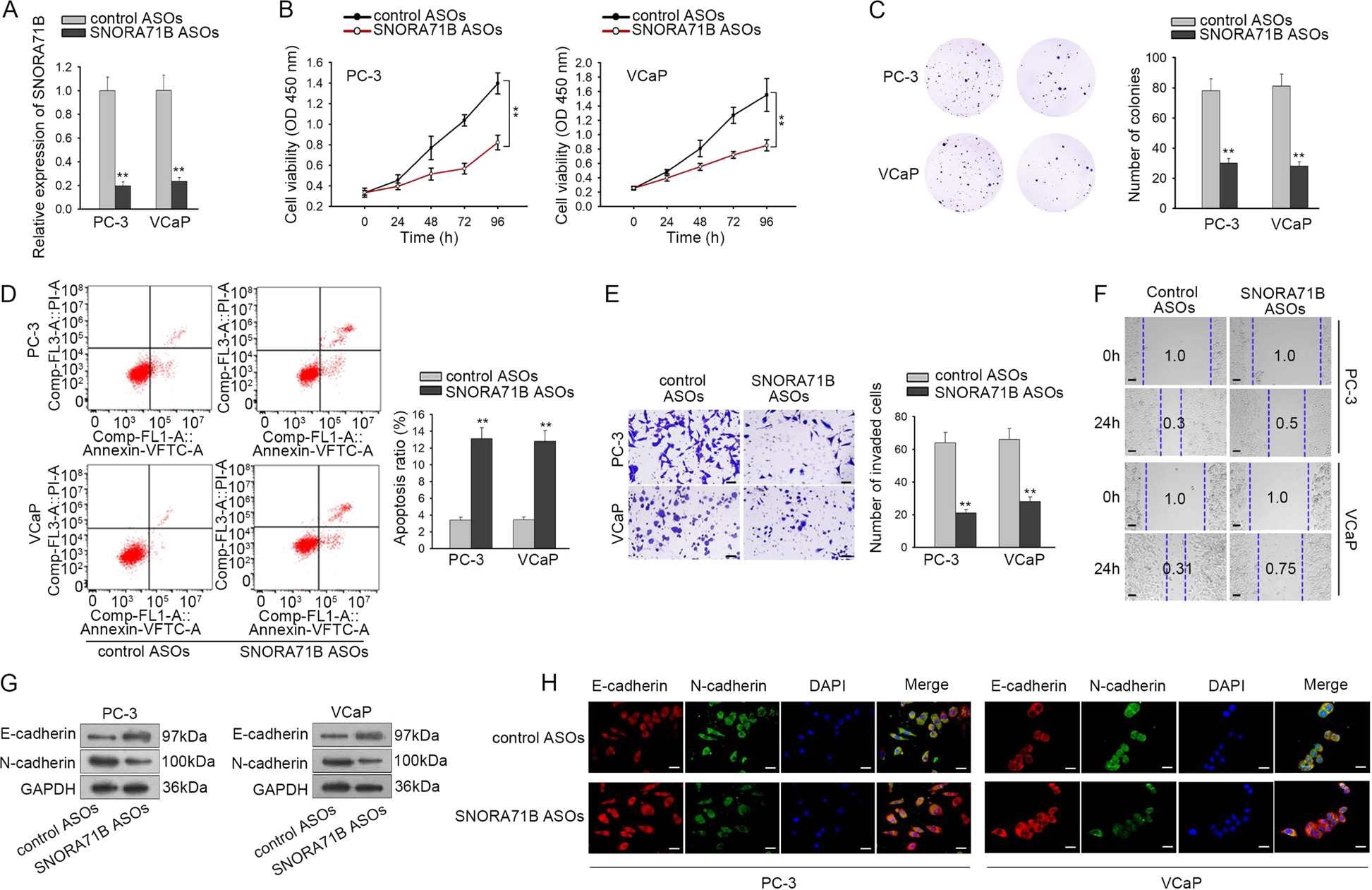 Fig. 3: Knockdown of SNORA71B hindered PC progression.