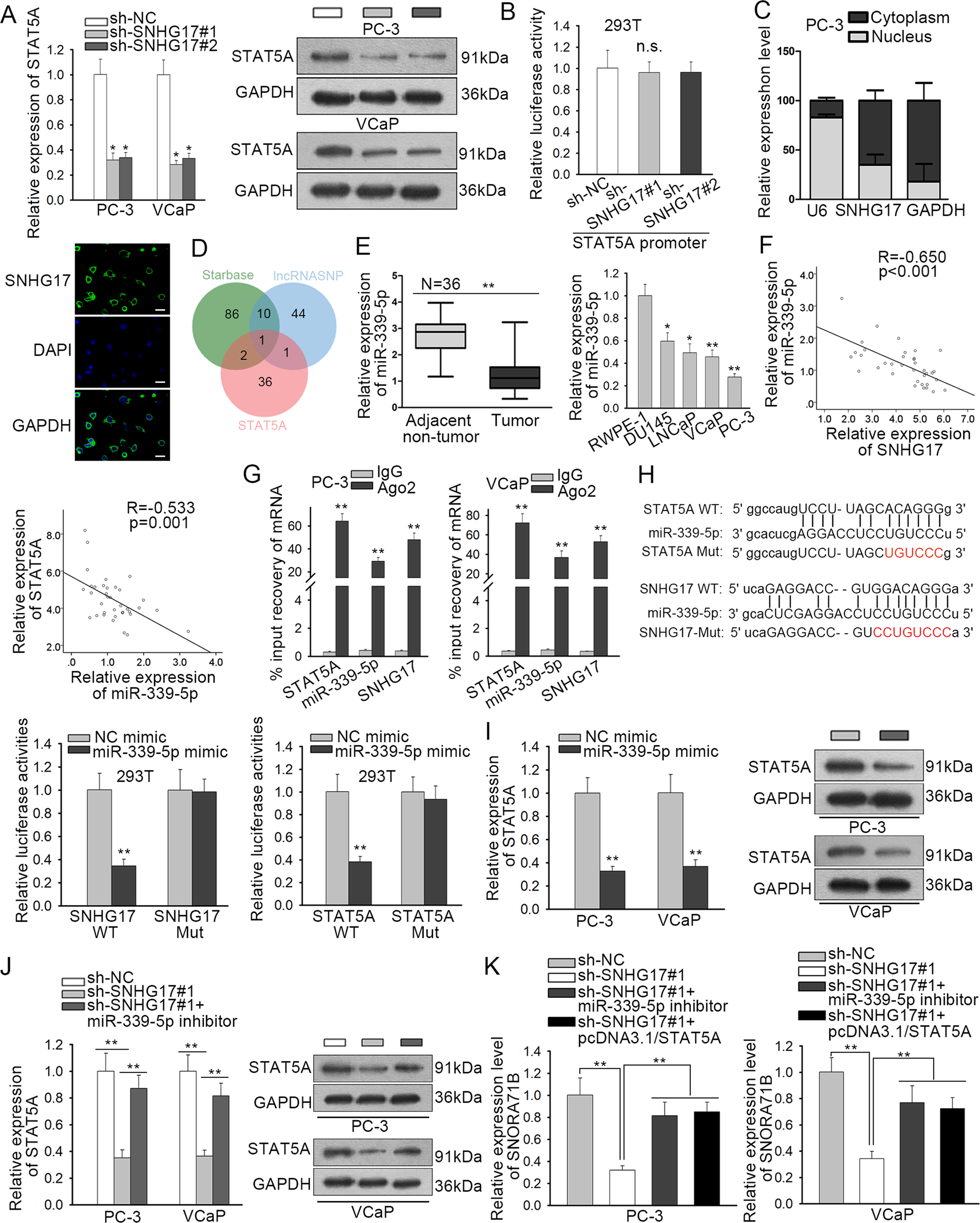 Fig. 5: SNHG17/miR-339-5p/STAT5A positive feedback loop positively regulated SNORA71B expression.