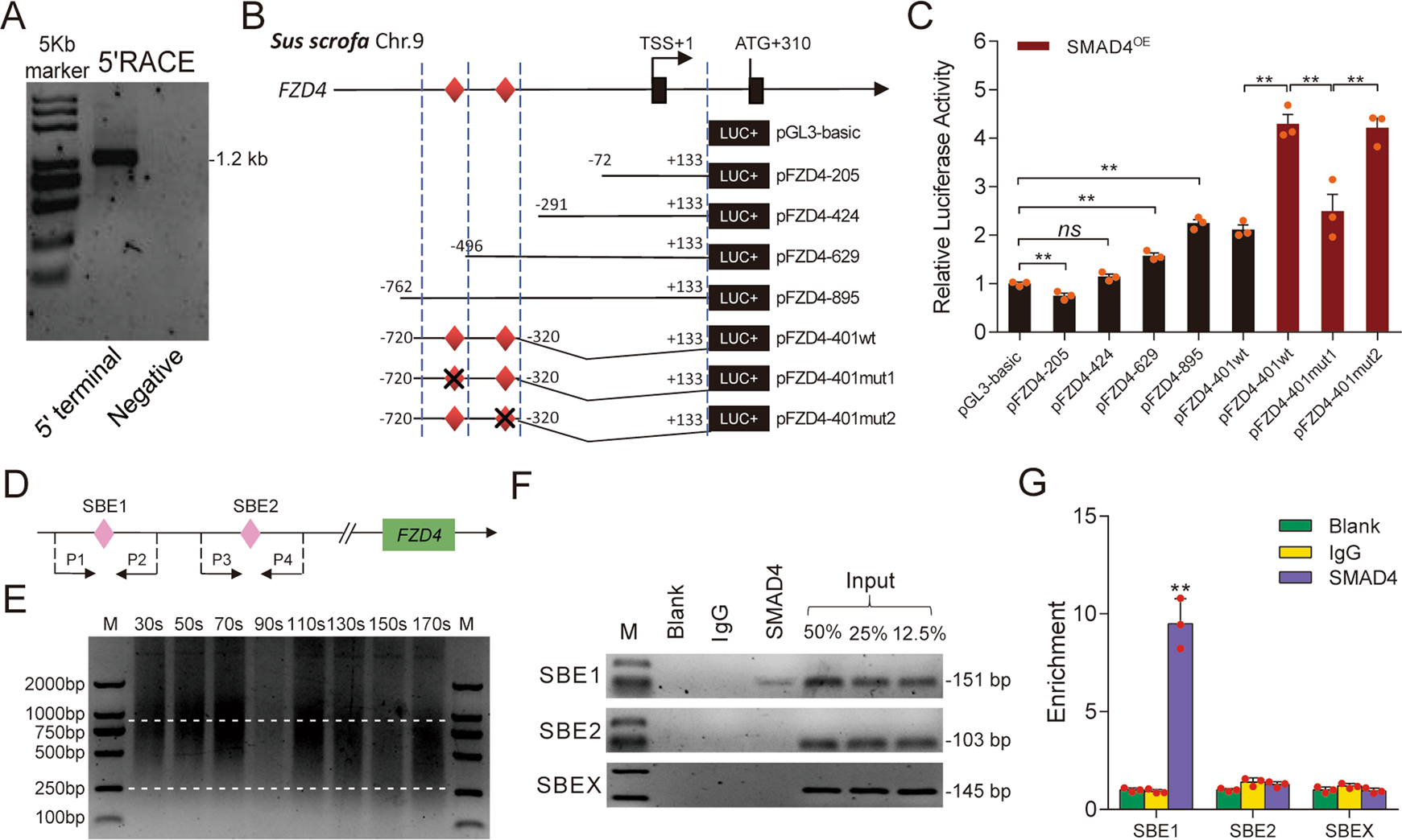 Fig. 2: SMAD4 acts as a transcription factor and induces FZD4 transcription.
