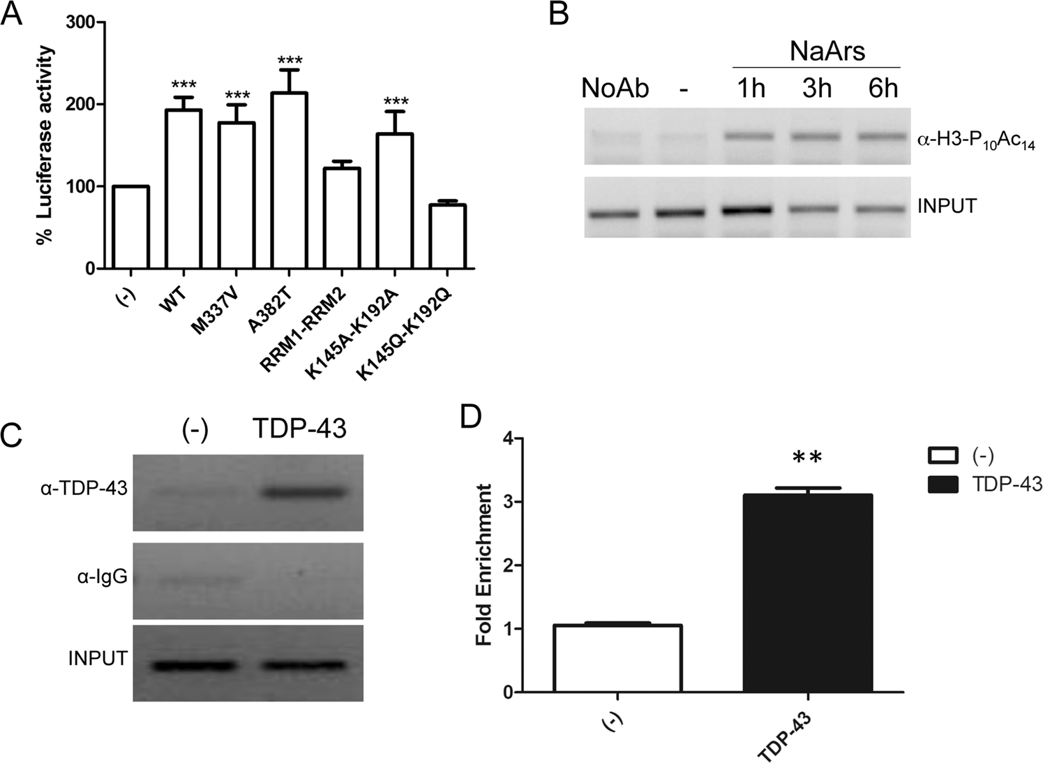 Fig. 2: TDP-43 transcriptional activity on CHOP promoter.