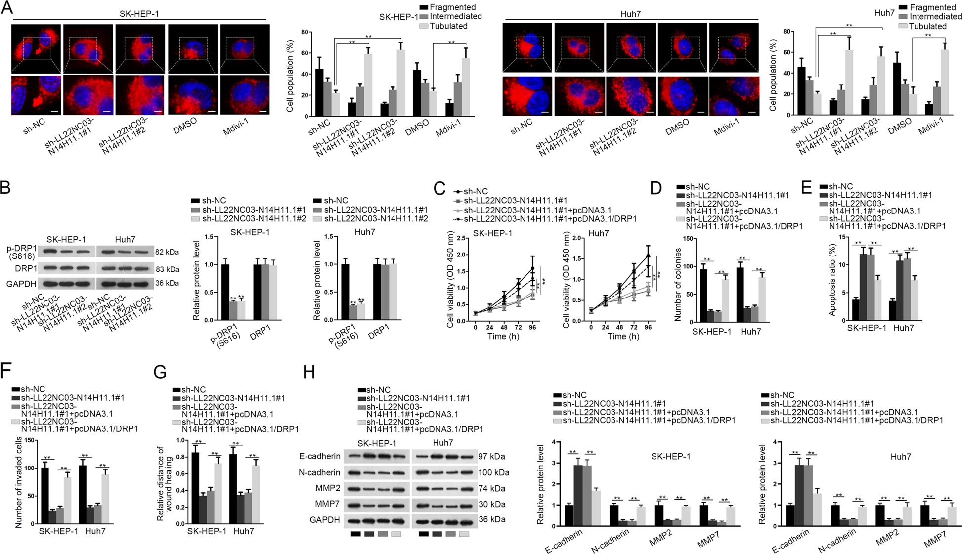Fig. 3: LL22NC03-N14H11.1 positively regulated mitochondrial fission through DRP1 S616 phosphorylation.