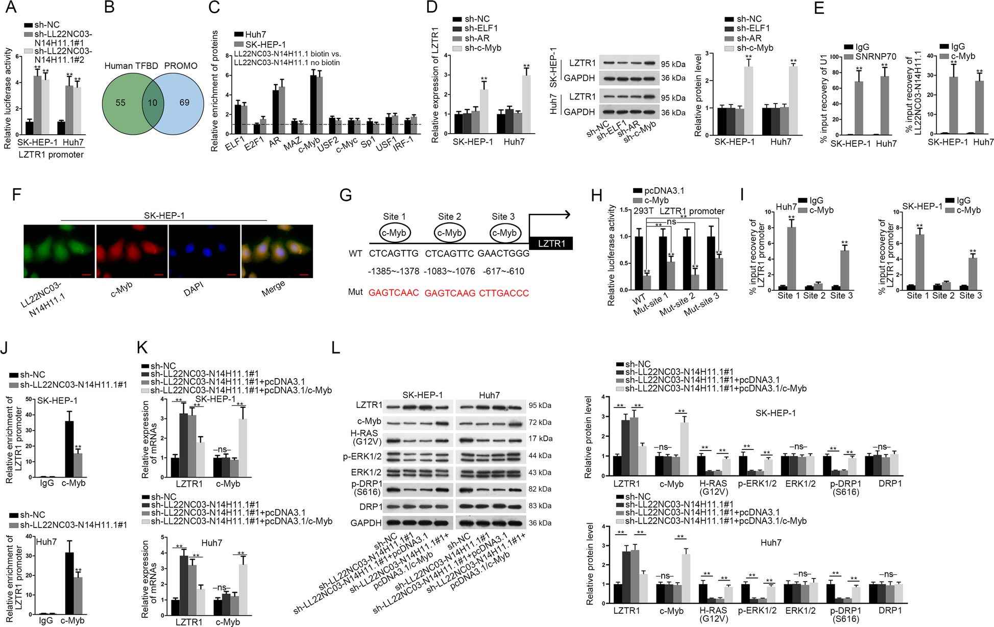 Fig. 5: LL22NC03-N14H11.1 transcriptionally inhibited ZLTR1 through recruiting c-Myb.