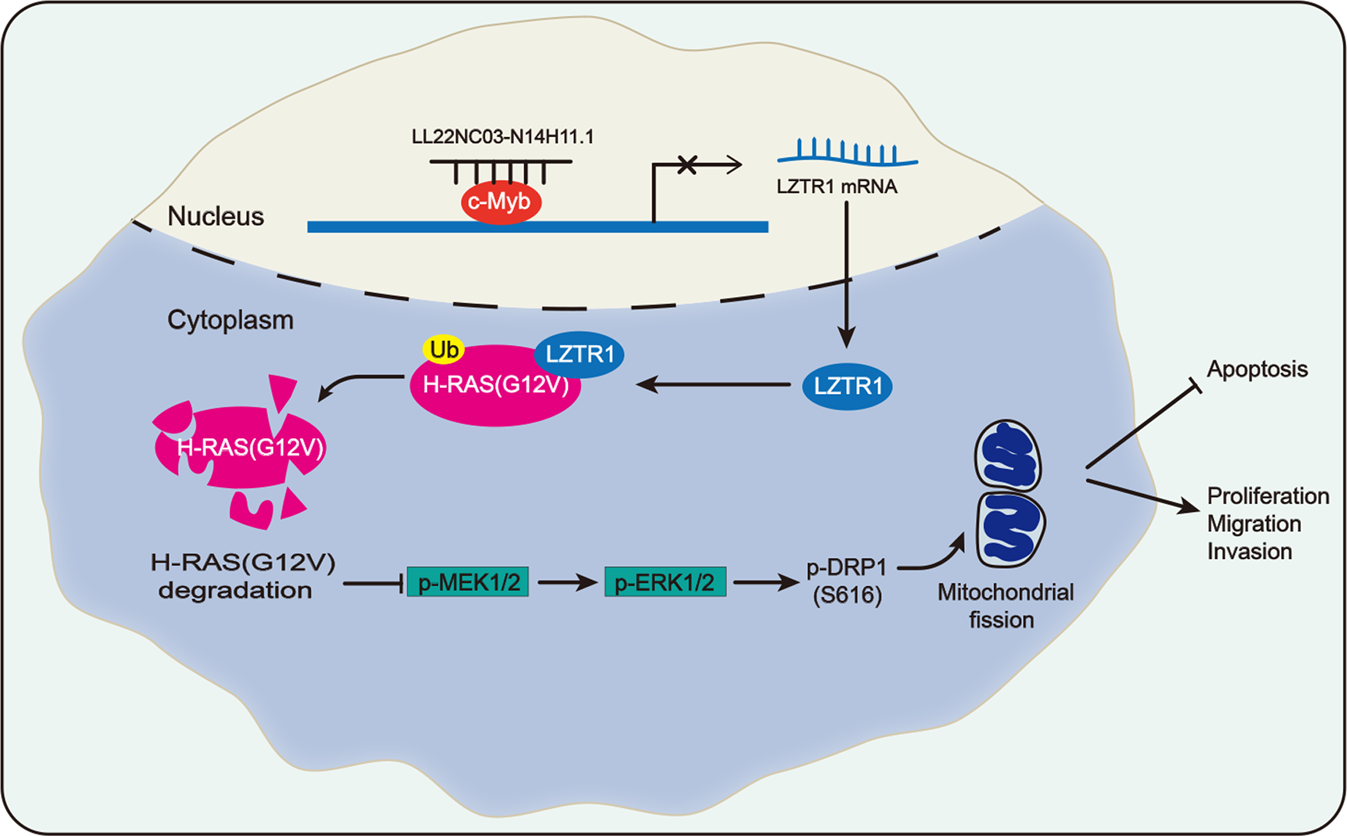 Fig. 8: Graphical presentation of LL22NC03-N14H11.1/c-Myb/LTZR1/H-RAS/MAPK/DRP1 axis in HCC.