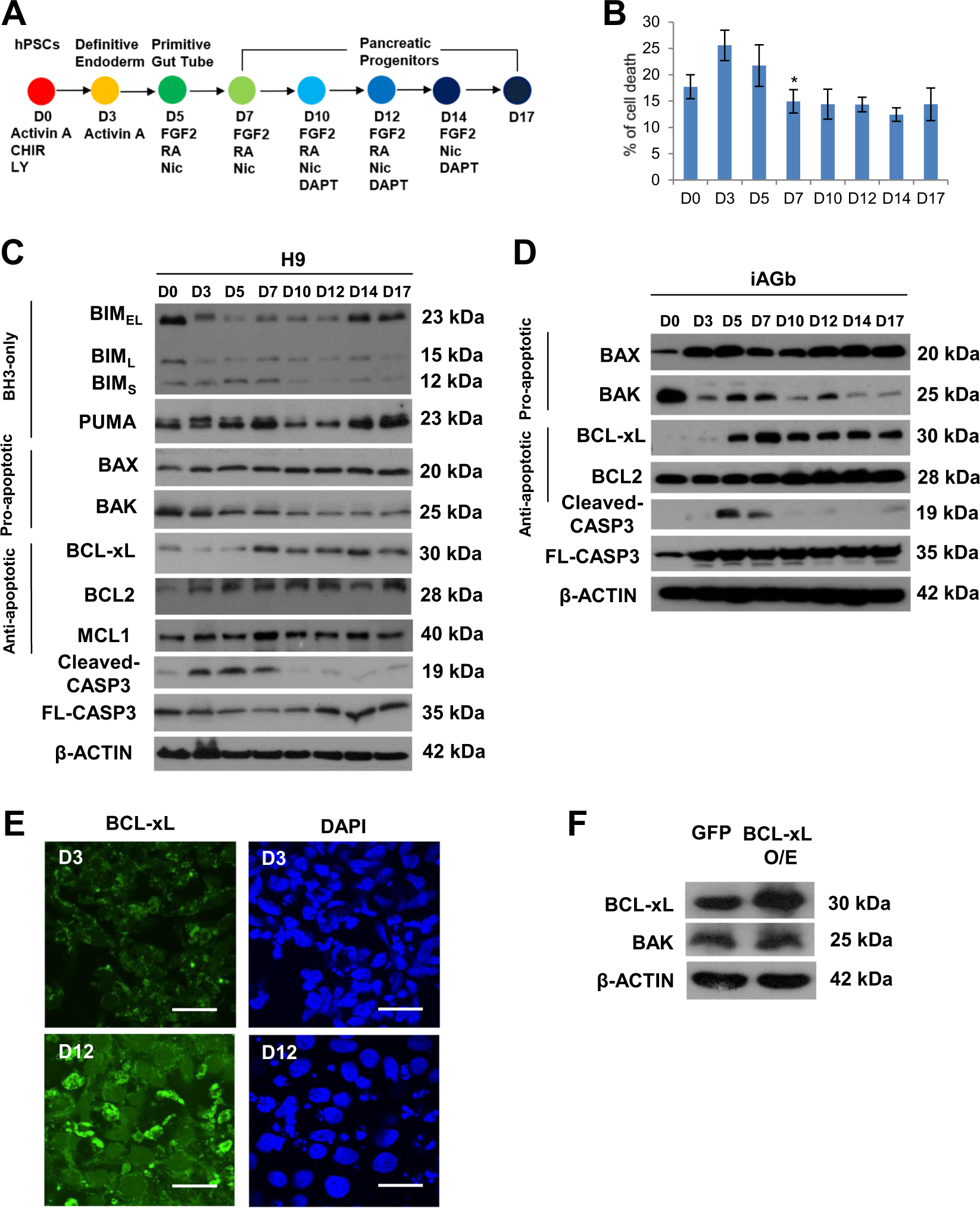 l Xl l2l1 Is A Critical Anti Apoptotic Protein That Promotes The Survival Of Differentiating Pancreatic Cells From Human Pluripotent Stem Cells Cell Death Disease