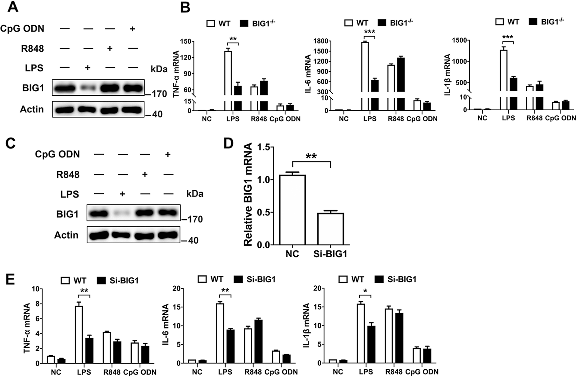 Fig. 2: BIG1 only responded to LPS stimulation in BMDMs and THP-1-derived macrophages.