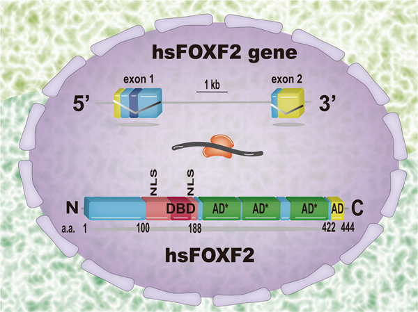 FOXF2 acts as a crucial molecule in tumours and embryonic development |  Cell Death & Disease