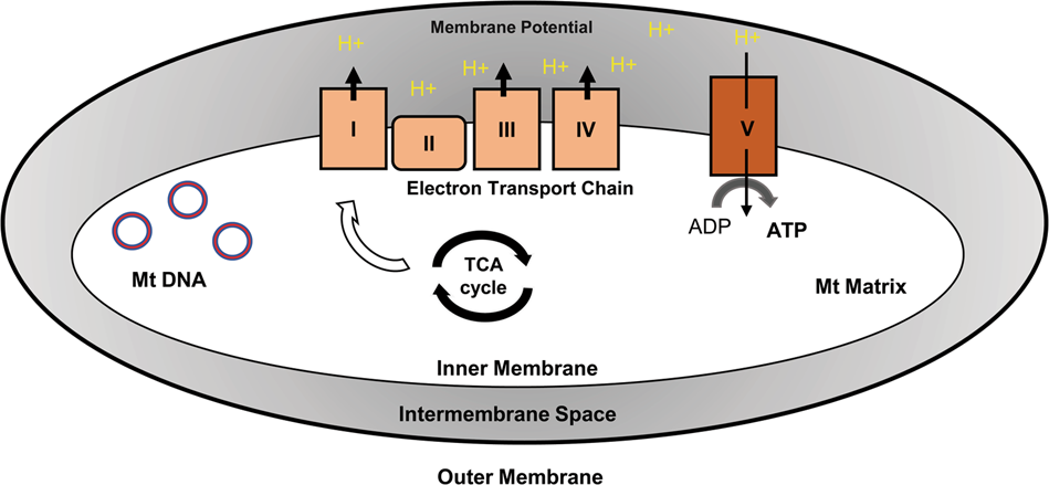 Mitochondria in skin health, aging, and disease | Cell Death & Disease