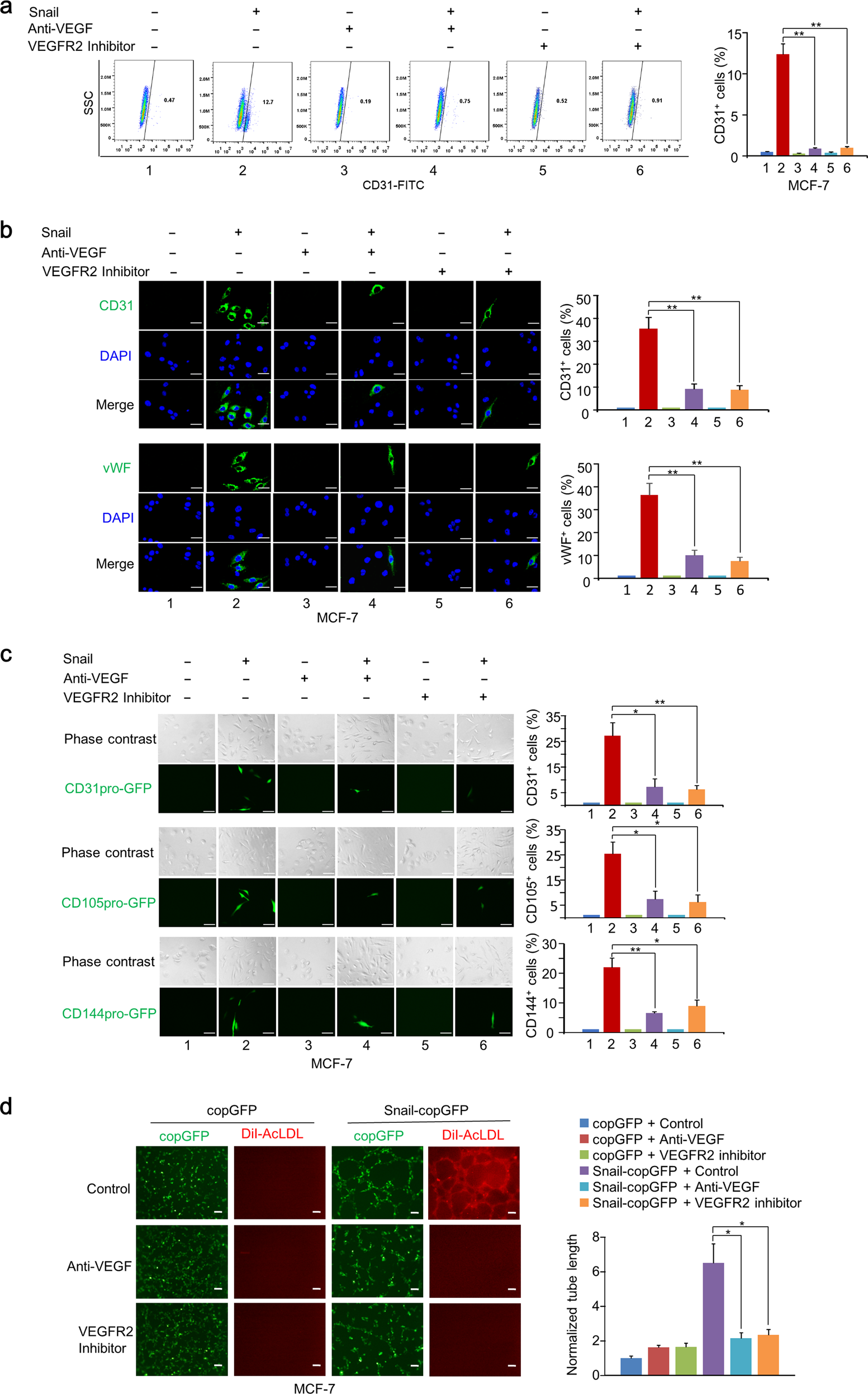 Fig. 5: Endothelium generation of breast cancer cells induced by Snail depends on VEGF signaling.