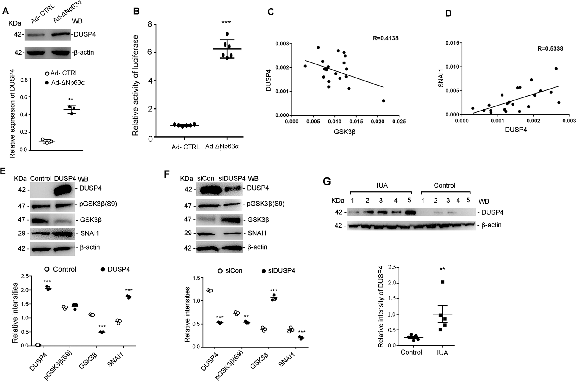Fig. 5: ΔNp63α induced DUSP4 downregulates GSK3β expression in EECs.