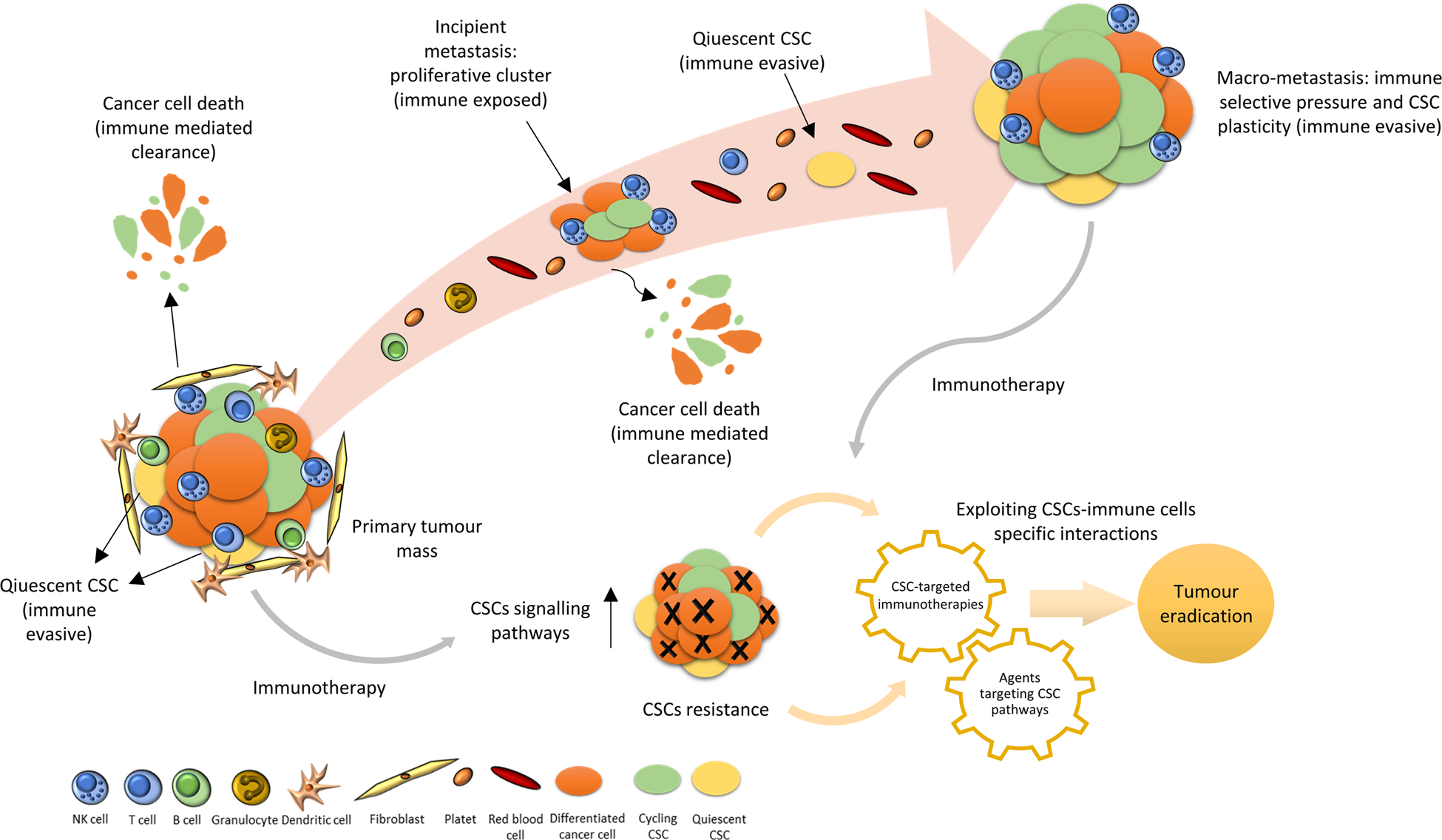 How cancer evades immune system detection and spreads