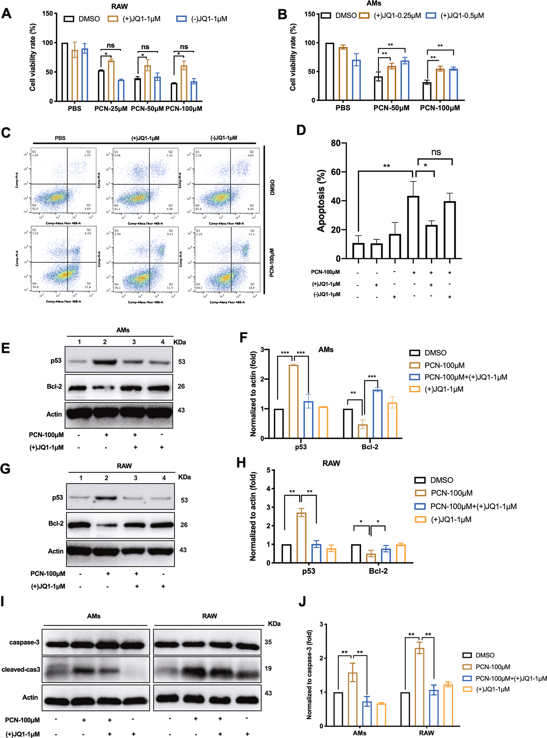 Fig. 1: (+)JQ1 reduced PCN-mediated macrophage death.