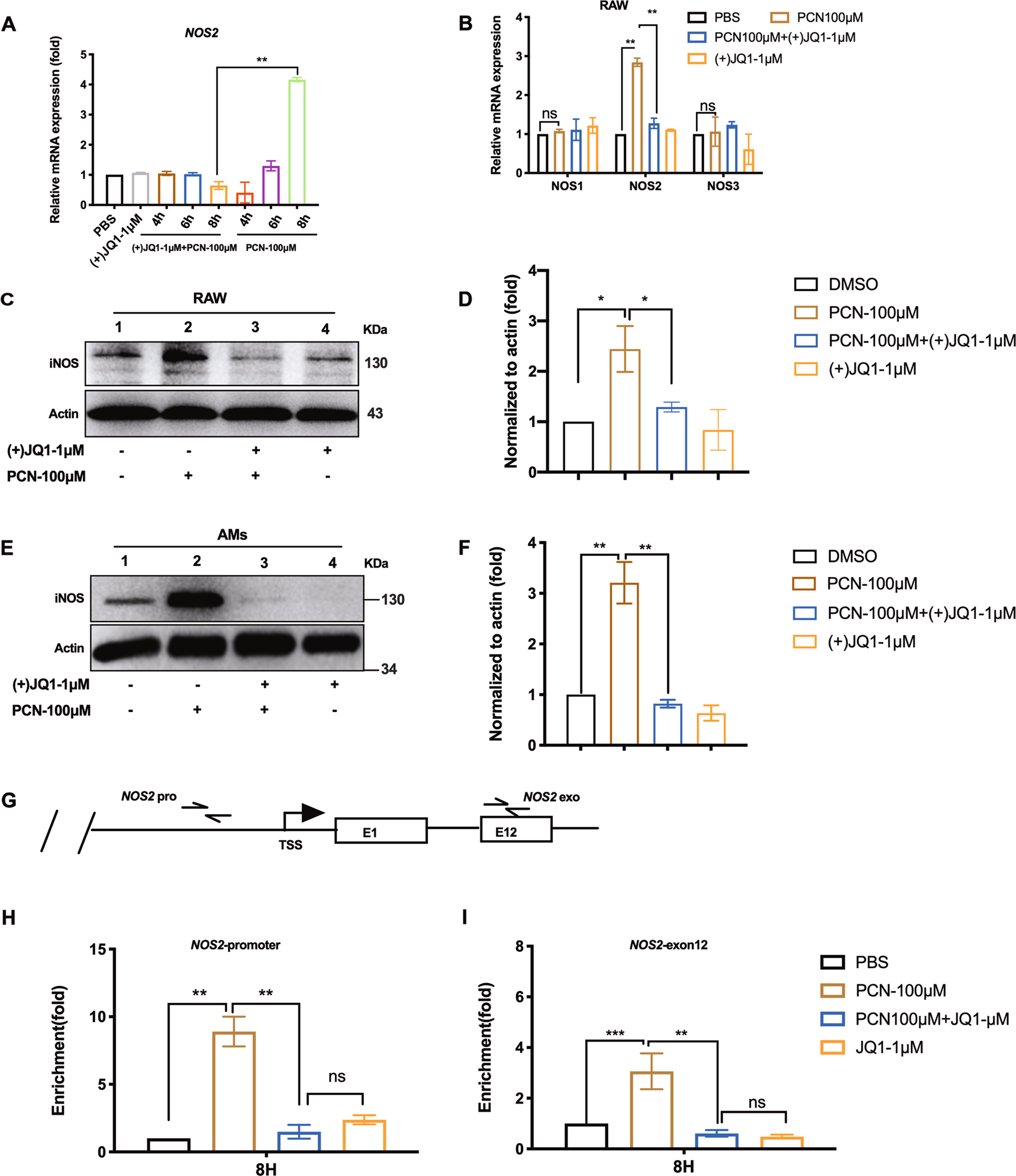 Fig. 5: (+)JQ1 restrained iNOS expression and recruitment of Brd4 to NOS2 locus.
