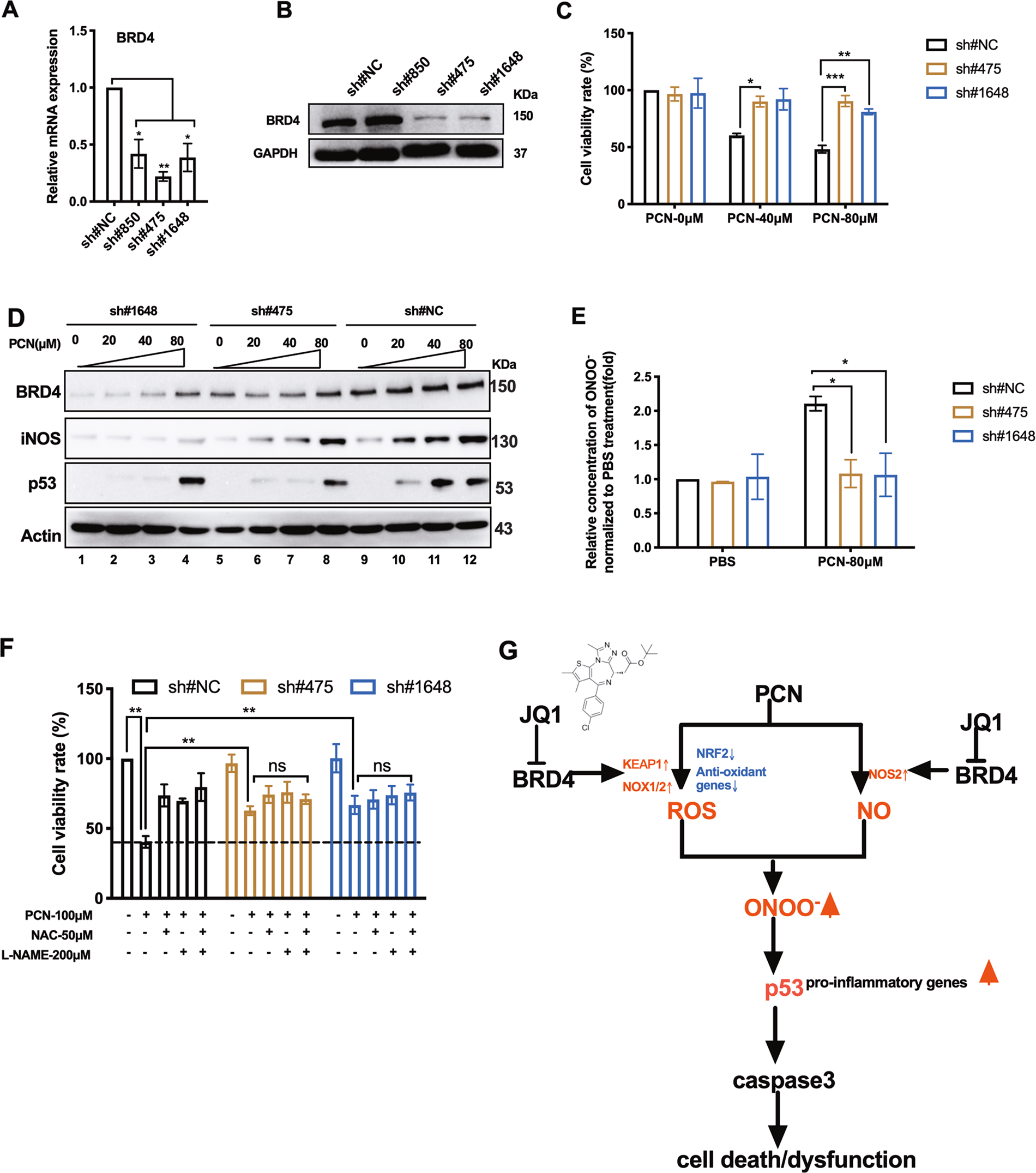 Fig. 6: BRD4 knock-down increased macrophage survival and interrupted RNS production upon PCN stress.