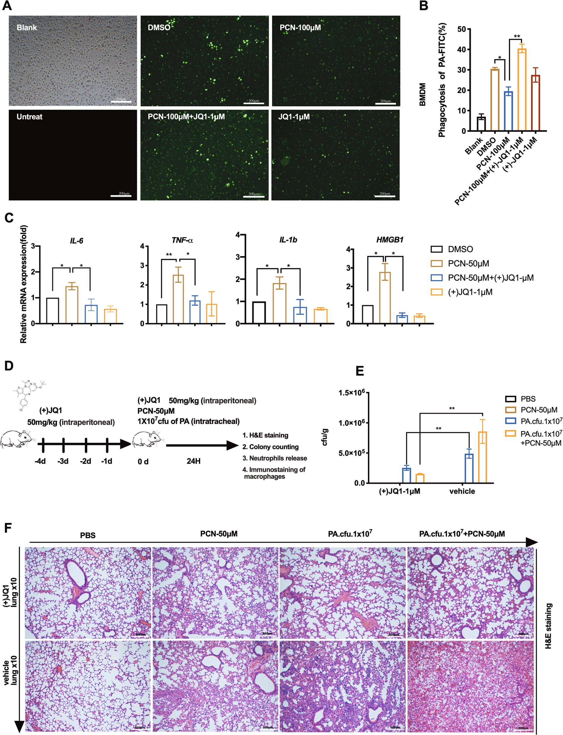 Fig. 7: Effects of (+)JQ1 on macrophage activities and PA-mediated mice lung infection.
