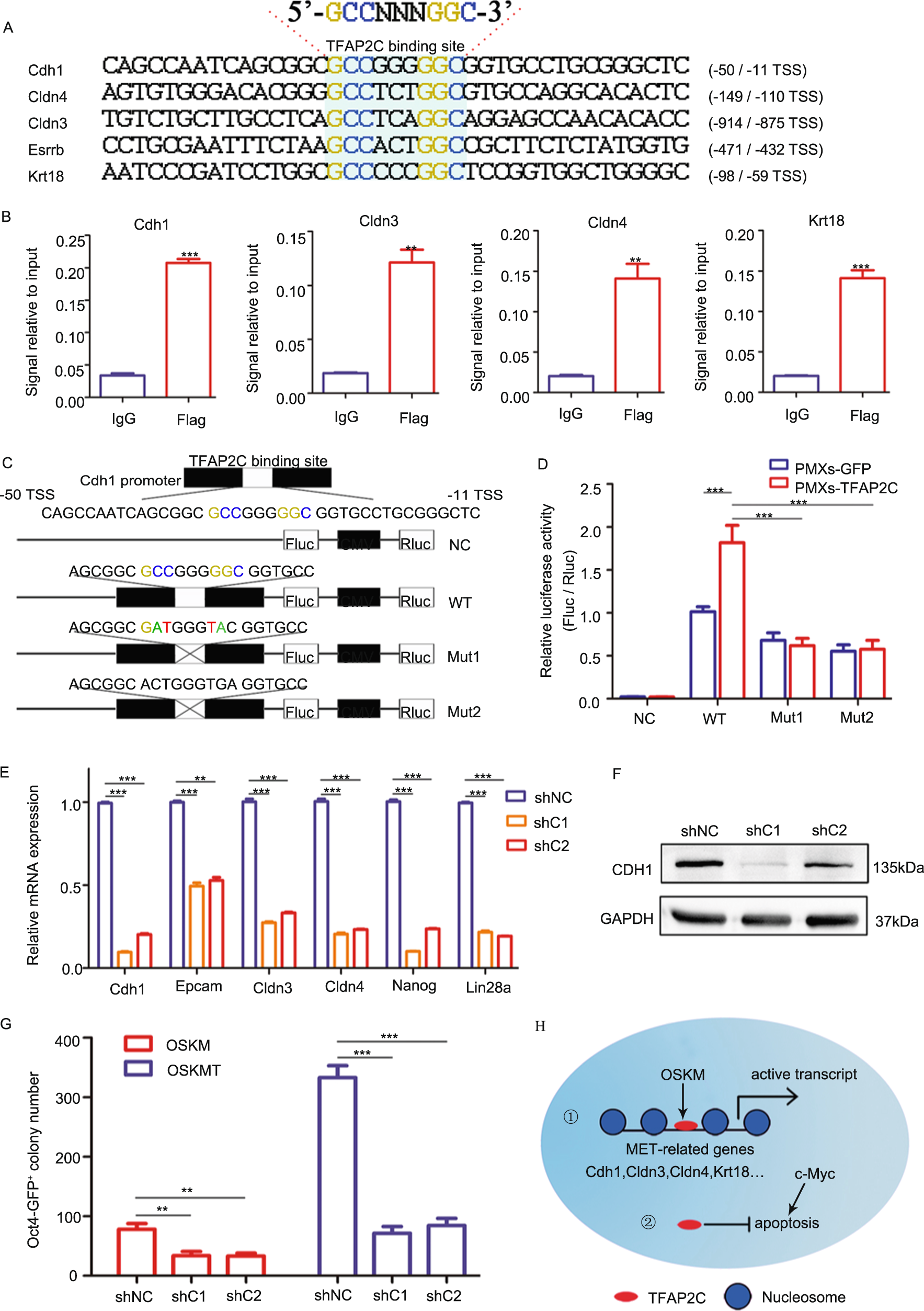 Fig. 6: Tfap2c activates MET regulators directly.