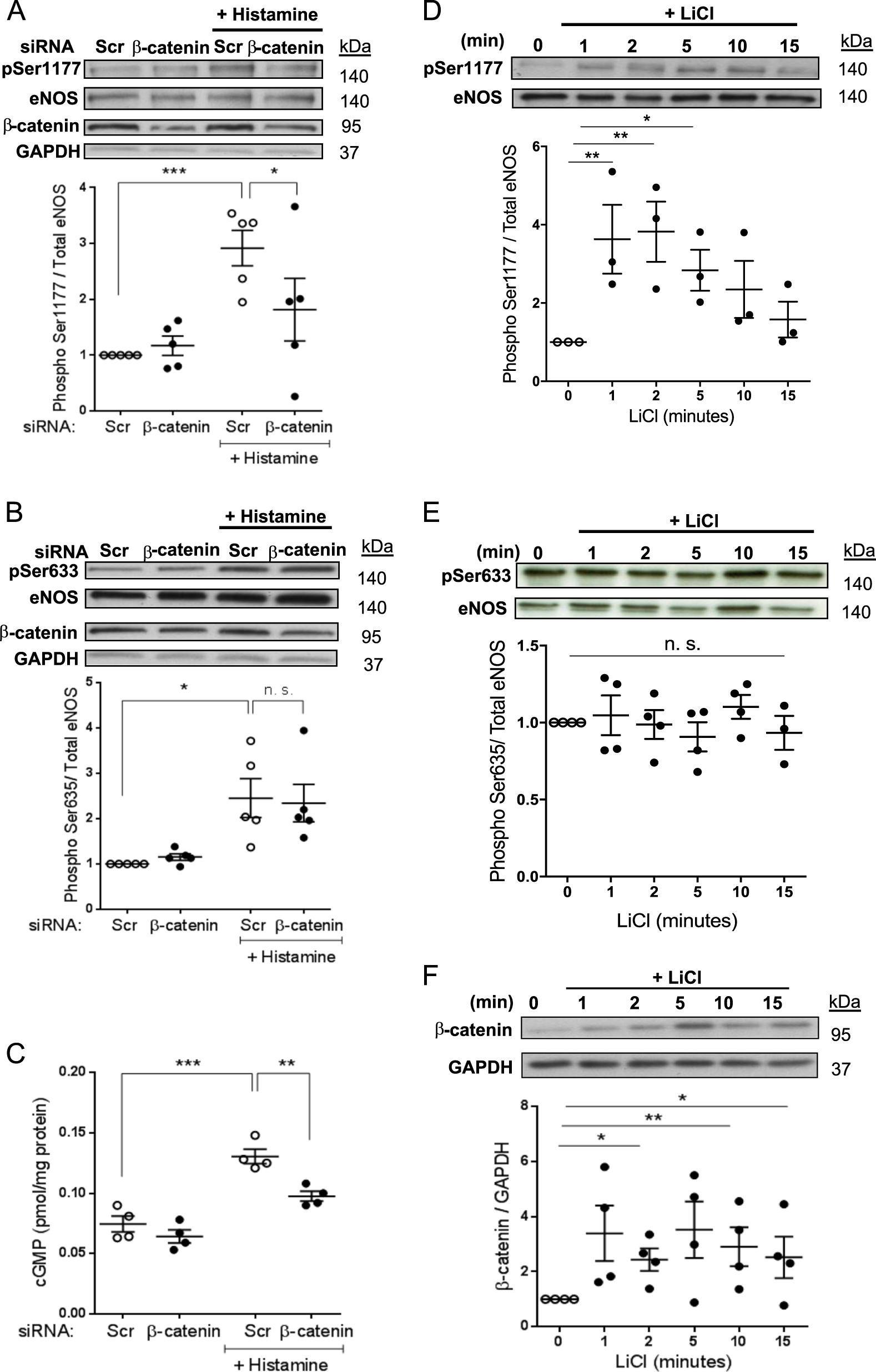 β-catenin promotes endothelial survival by regulating eNOS activity and  flow-dependent anti-apoptotic gene expression | Cell Death & Disease
