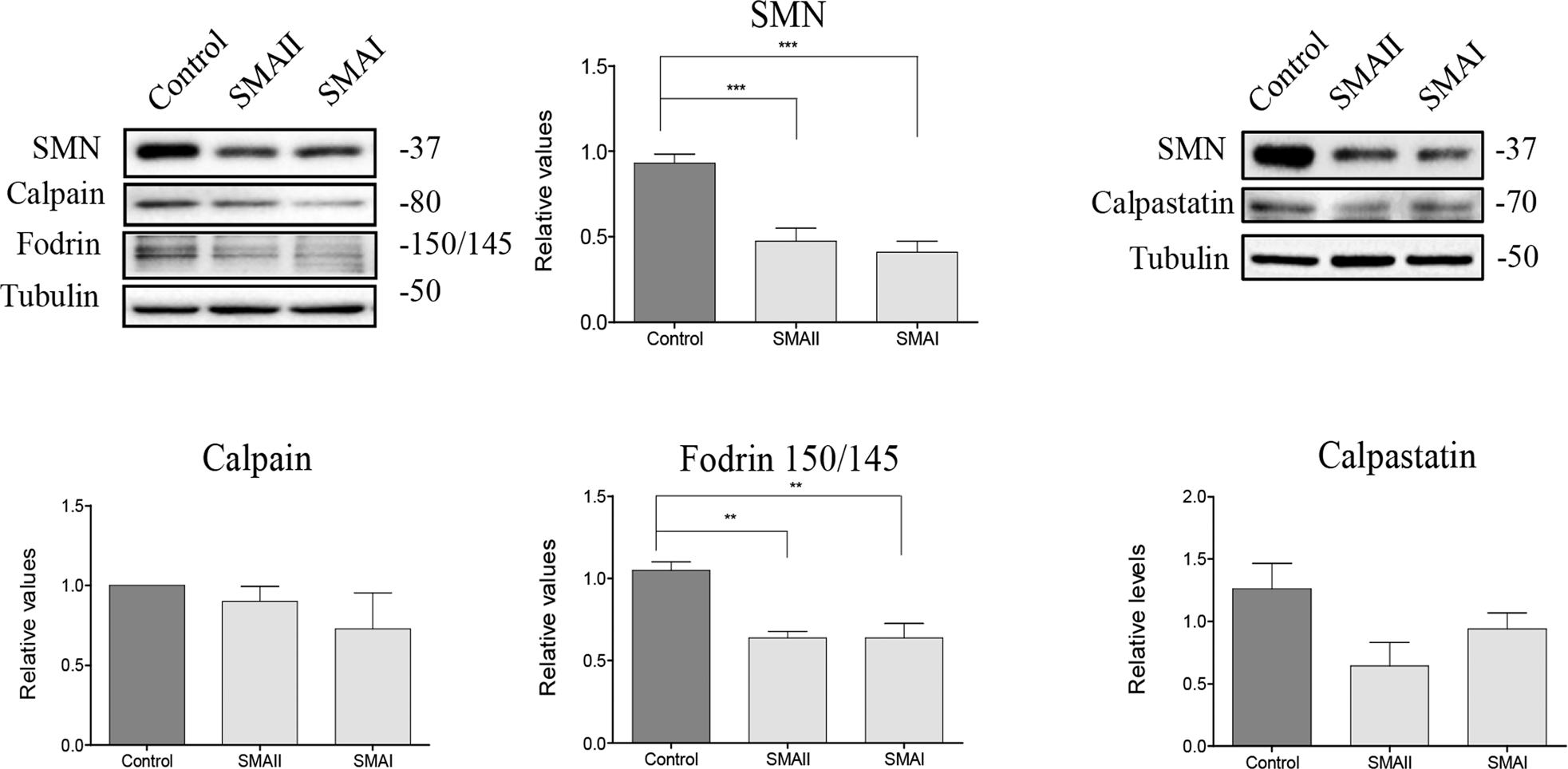 Fig. 2: Analysis of fodrin, calpain, and calpastatin protein levels in cultured human SMA fibroblasts.