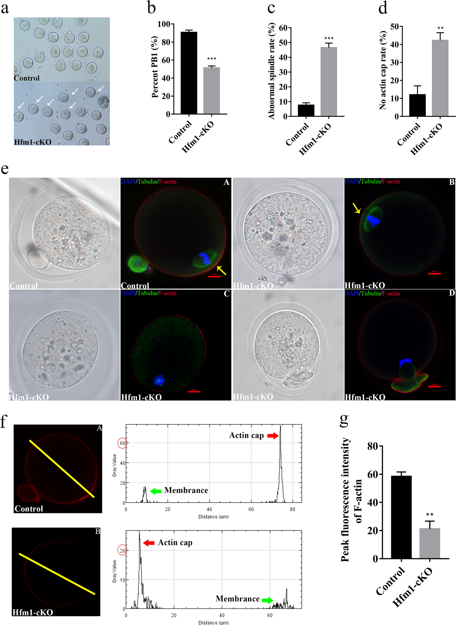 Fig. 3: Abnormal spindle in Hfm1 knockout oocytes.