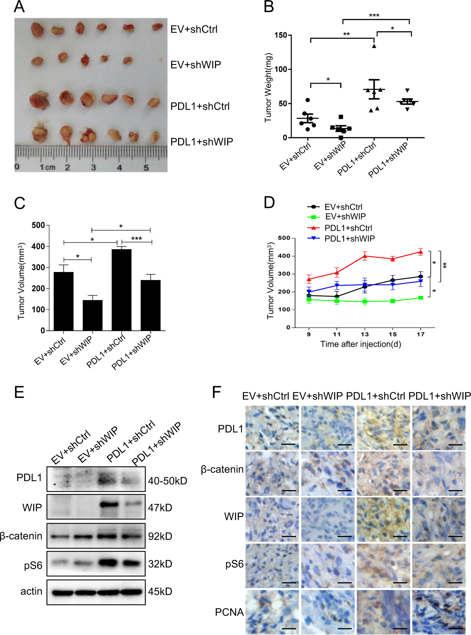Fig. 6: PD-L1 promotes tumor growth by upregulating WIP in human lung cancer mouse model.